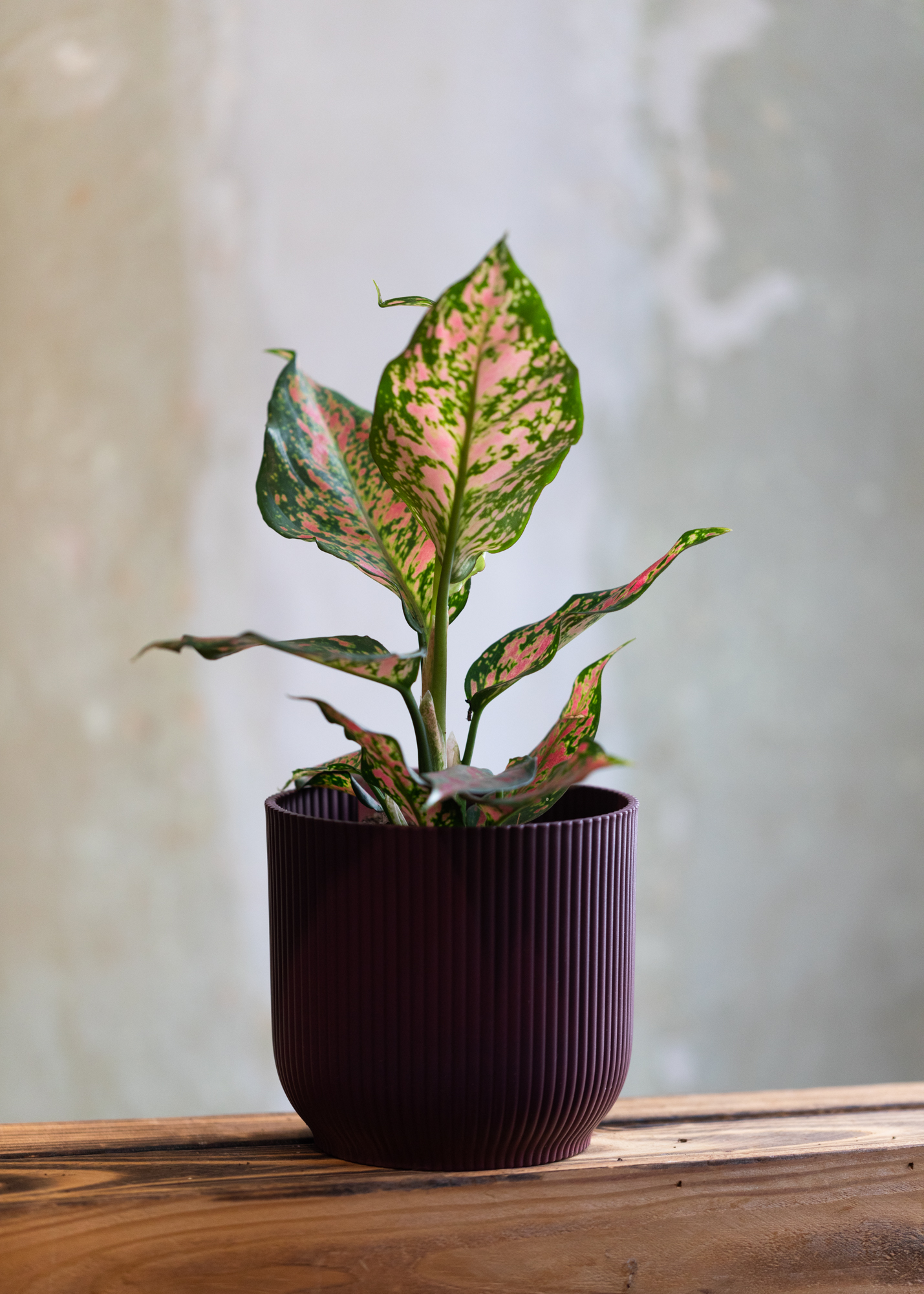 Aglaonema anyamanee 