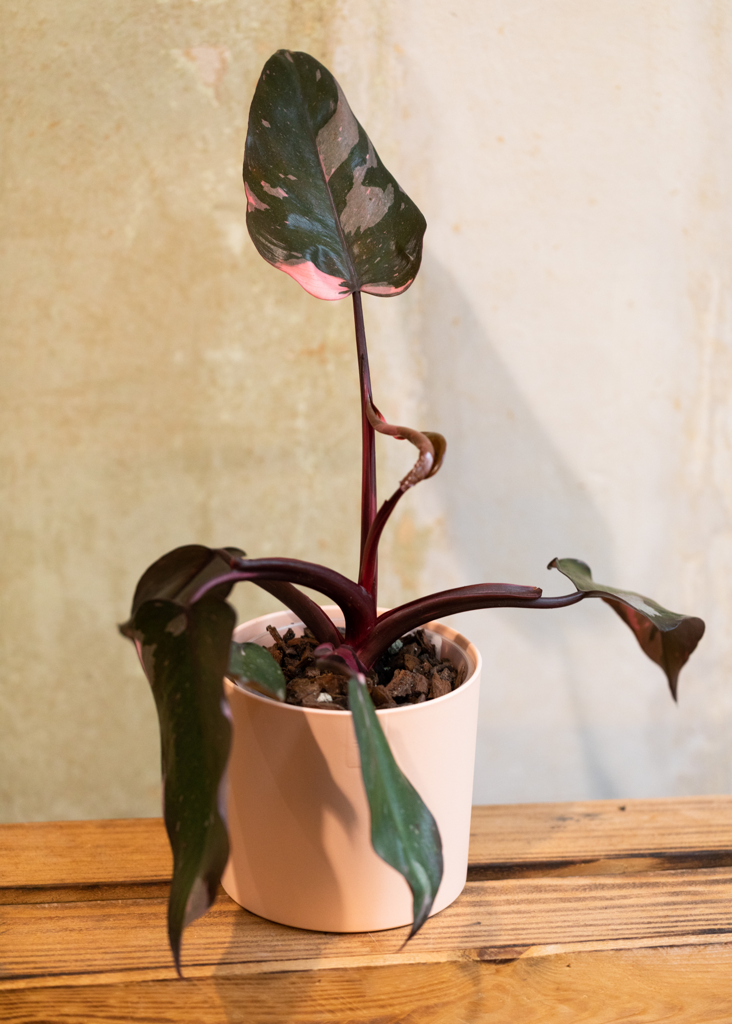 Philodendron Pink Princess