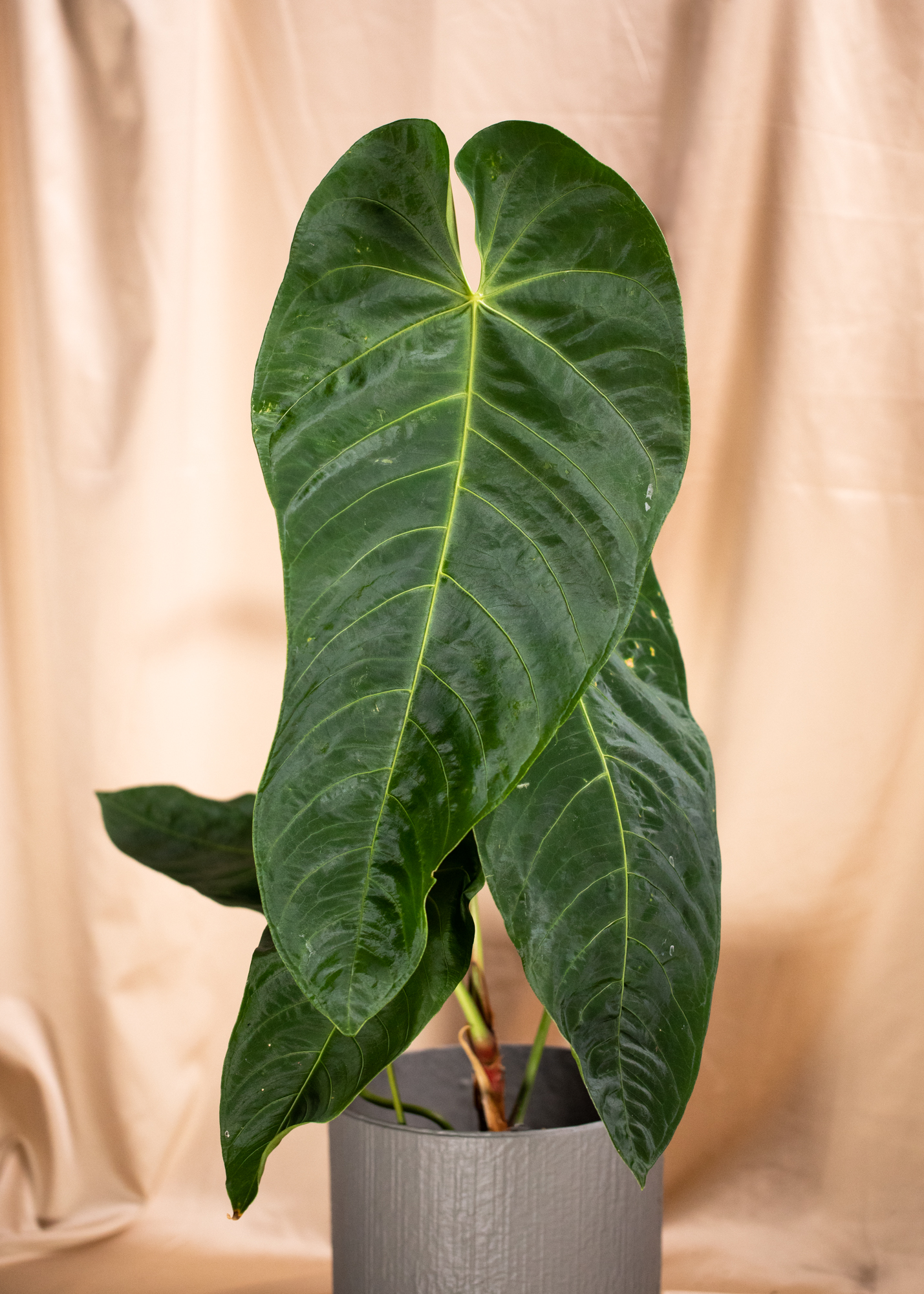 Anthurium Queremalense