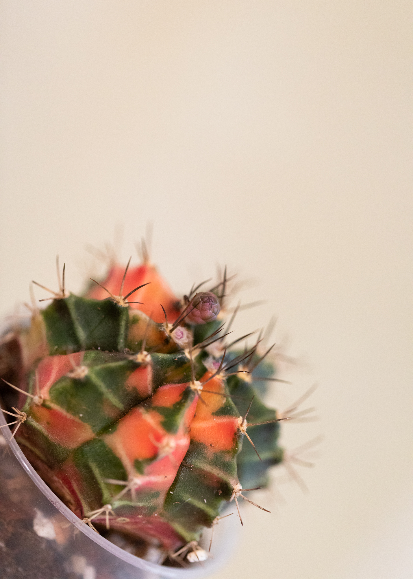 Gymnocalycium Mihanovichii Variegata 7