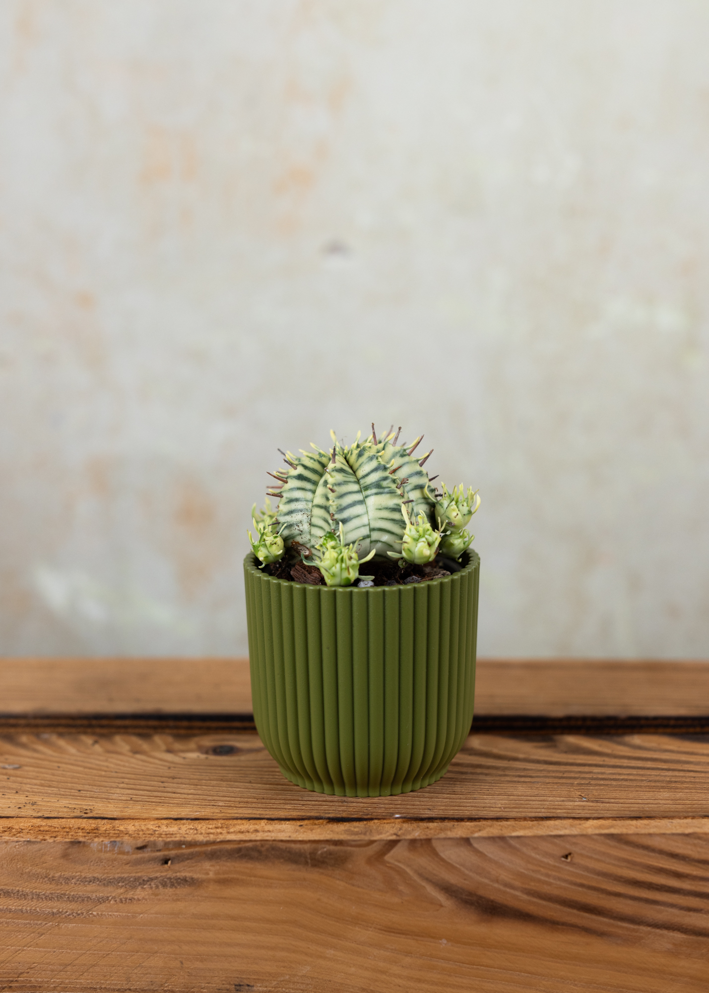 Euphorbia meloformis variegata