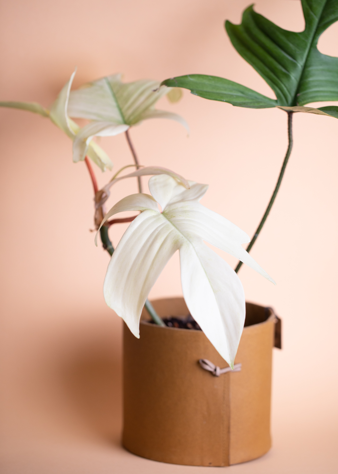 Philodendron Florida Ghost Philodendron Florida Ghost