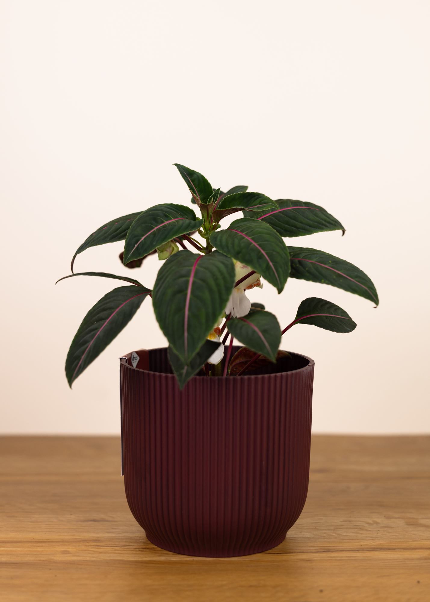 Impatiens morsei velvetea