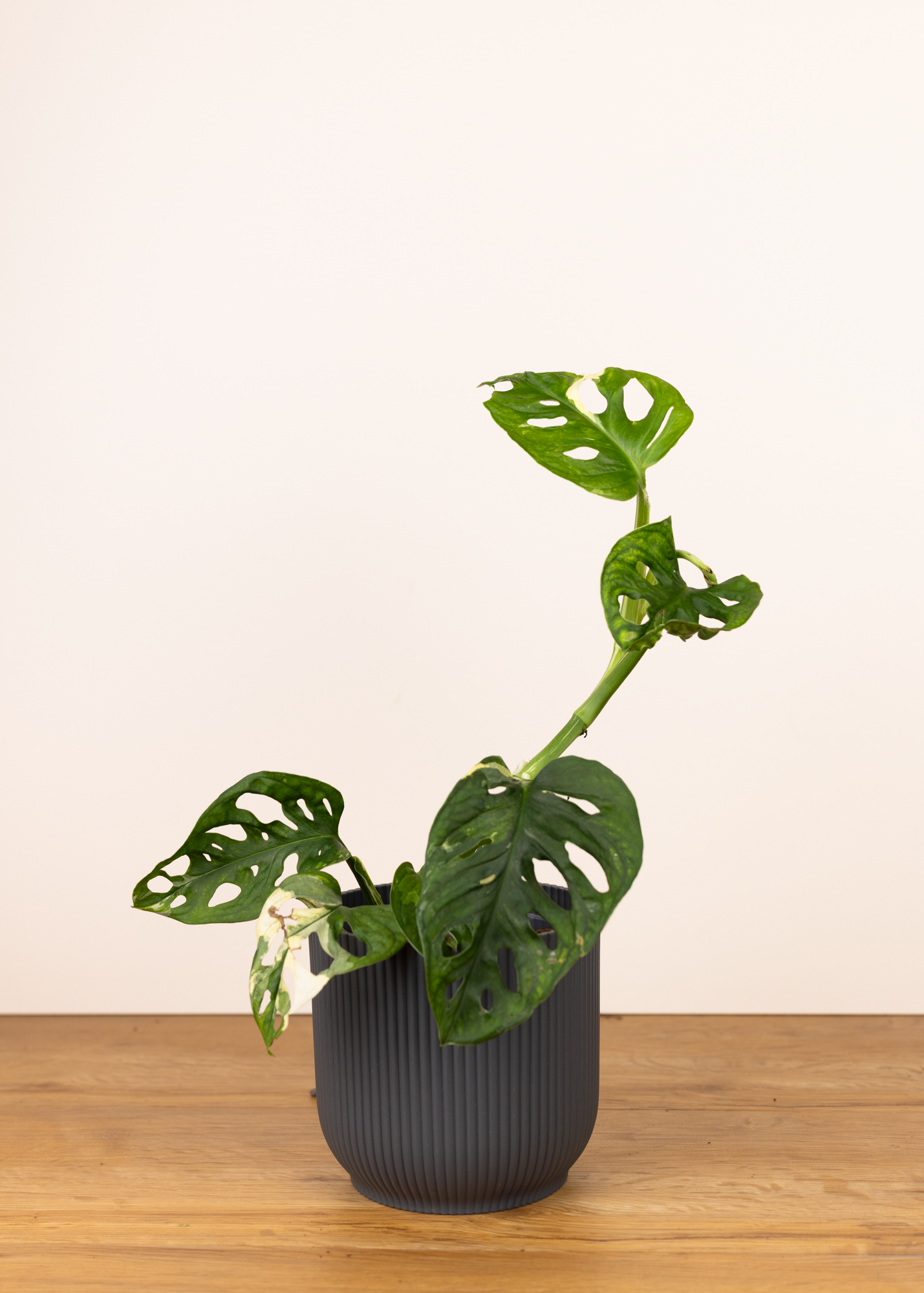 Monstera adansonii variegata 