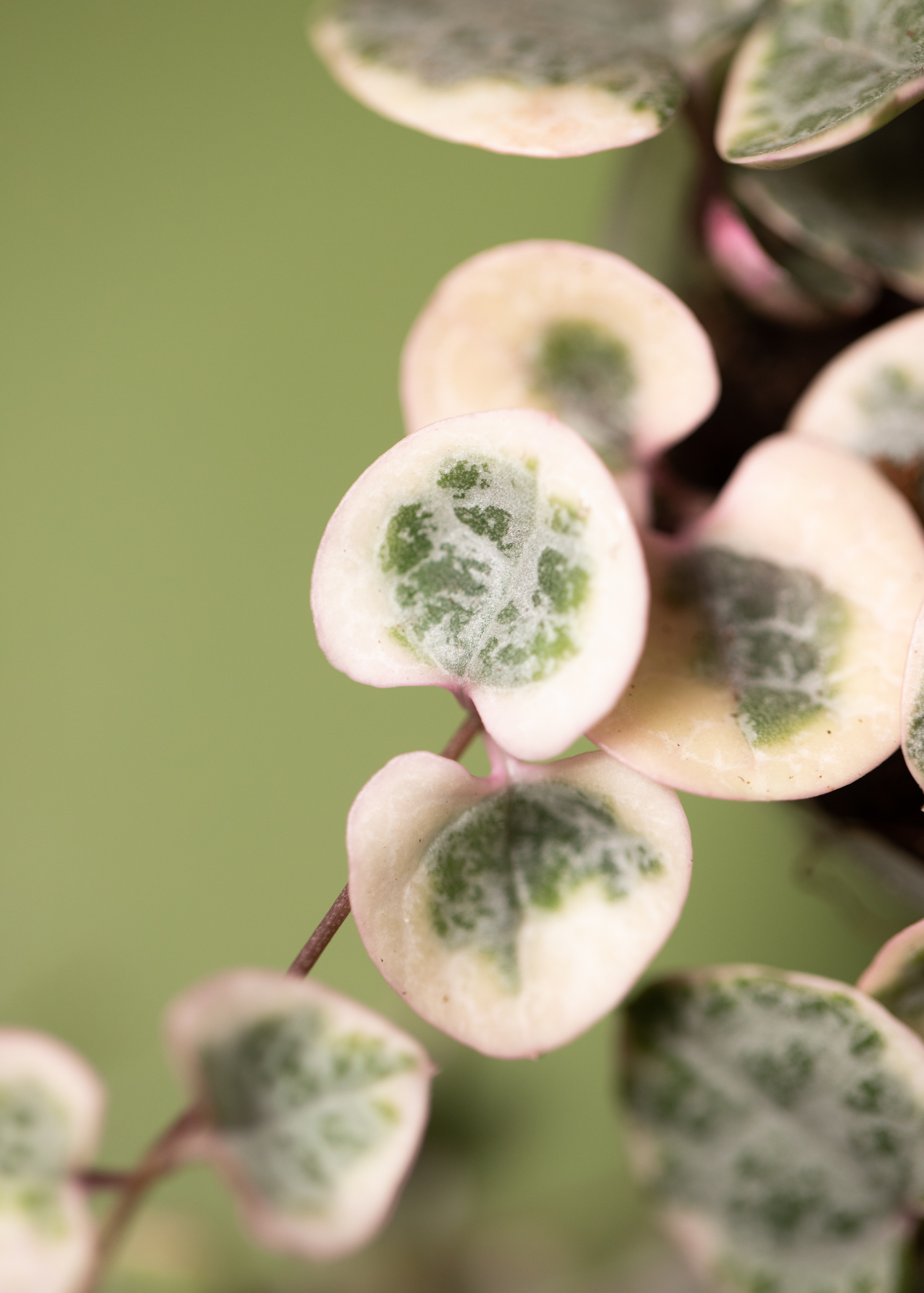 Ceropegia Woodii 'String of Hearts' Variegata Ceropegia Woodii 'String of Hearts' Variegata