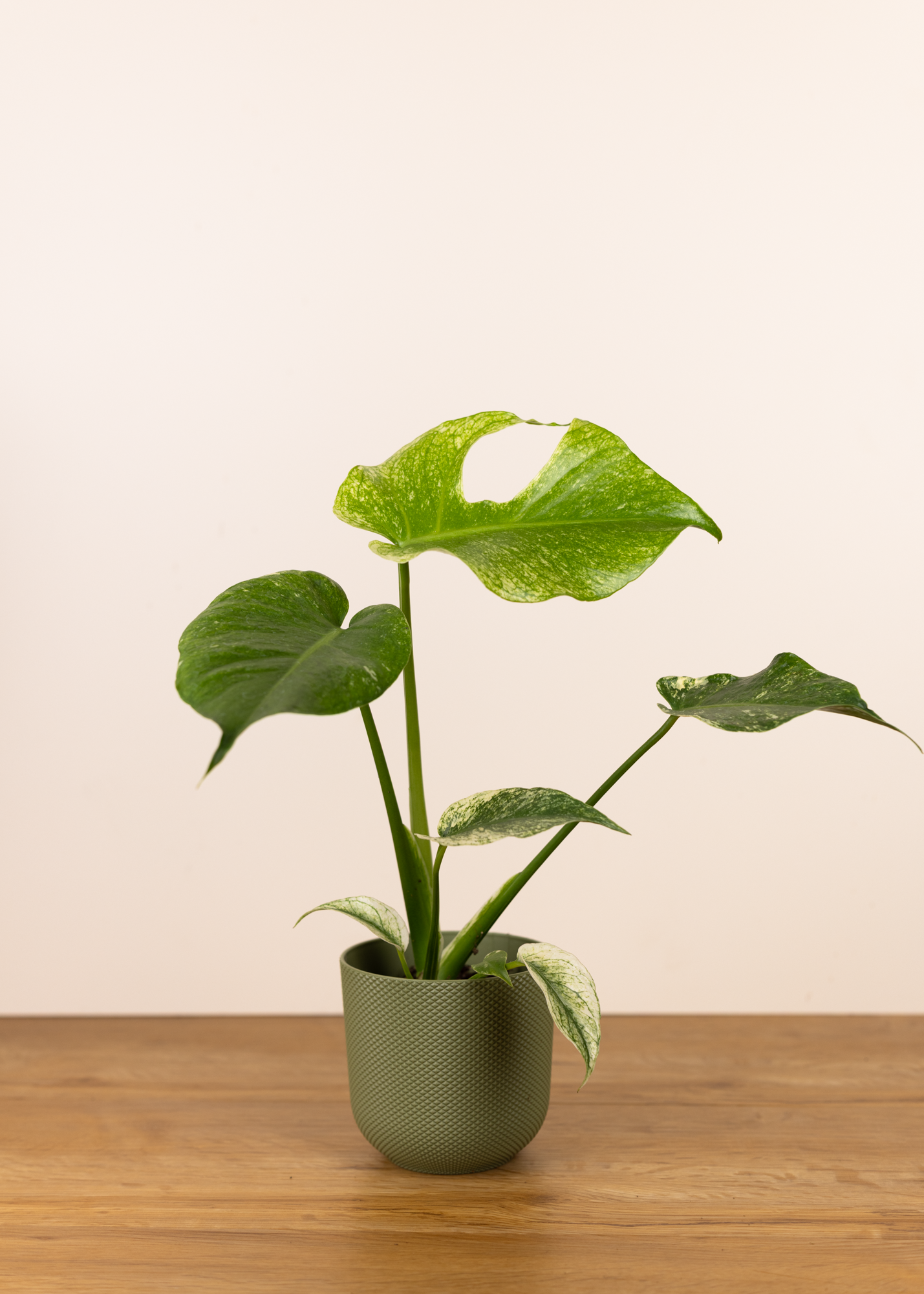 Monstera deliciosa mint (large form variegated)