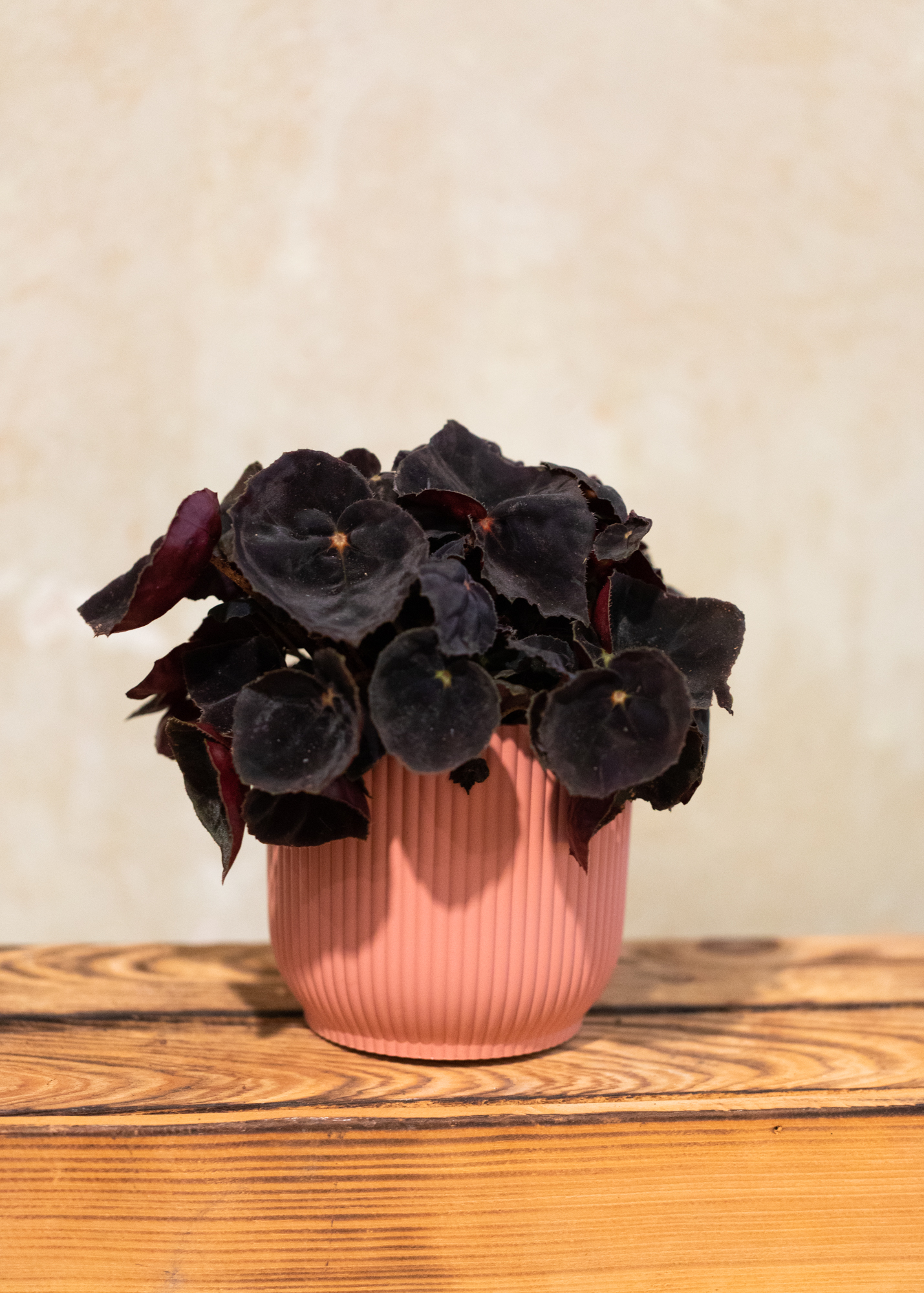 Begonia rex congo