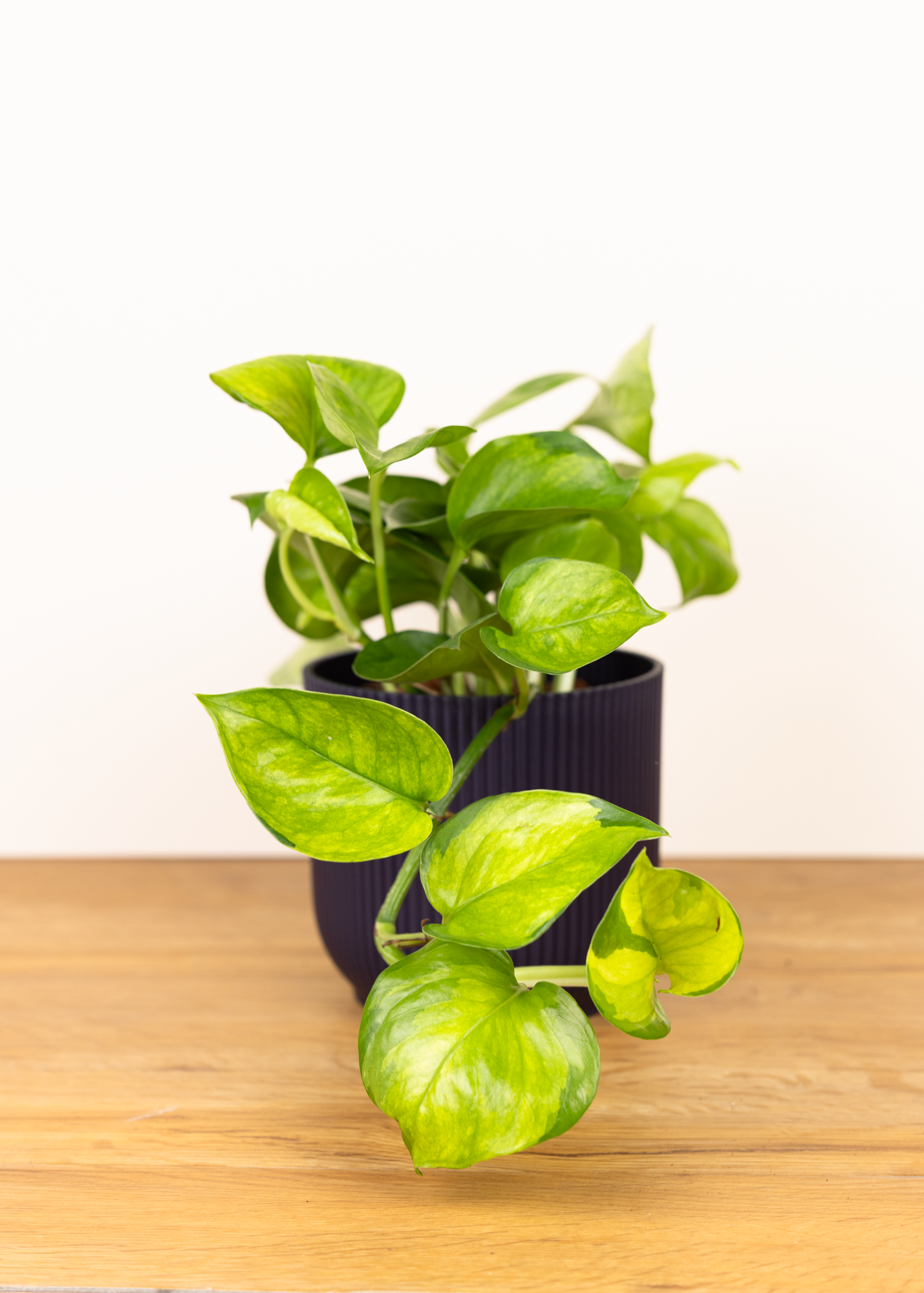 Epipremnum aureum lemon top