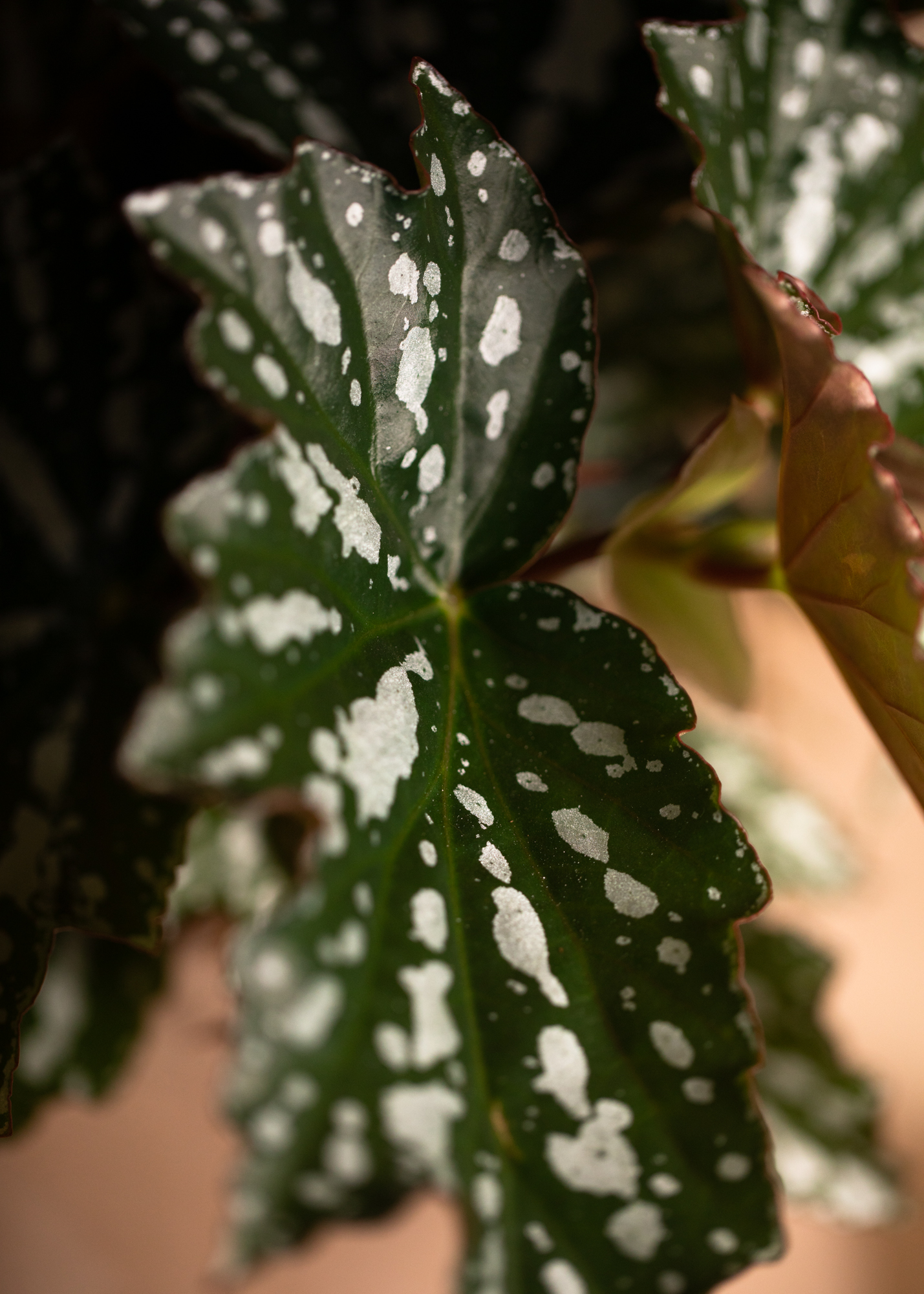 Begonia sp. Begonia sp.
