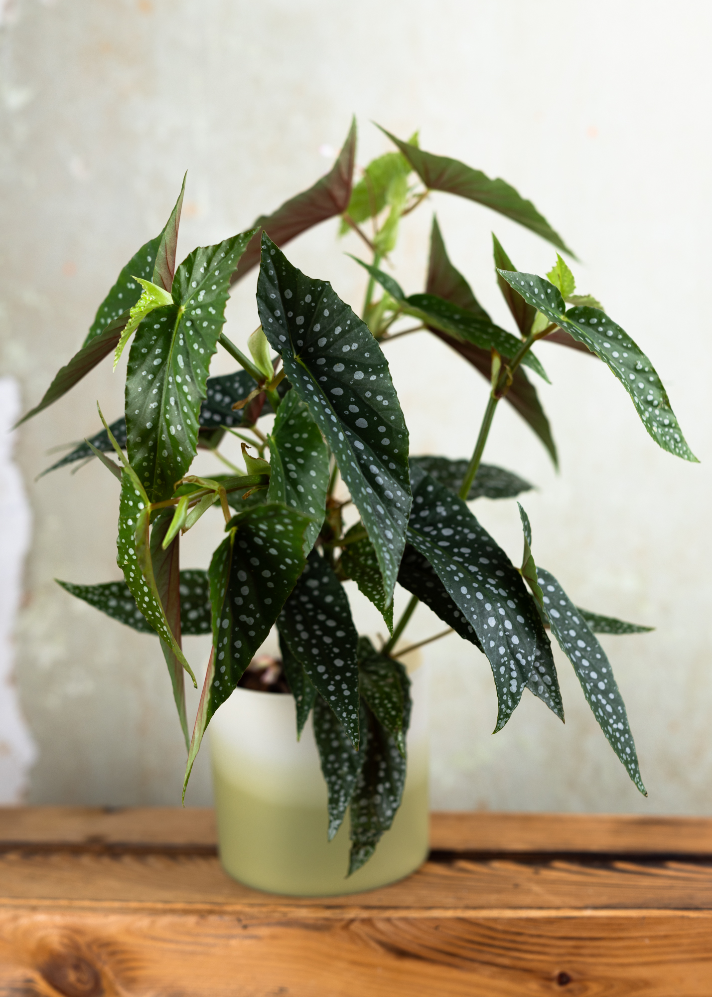 Begonia maculata white ice
