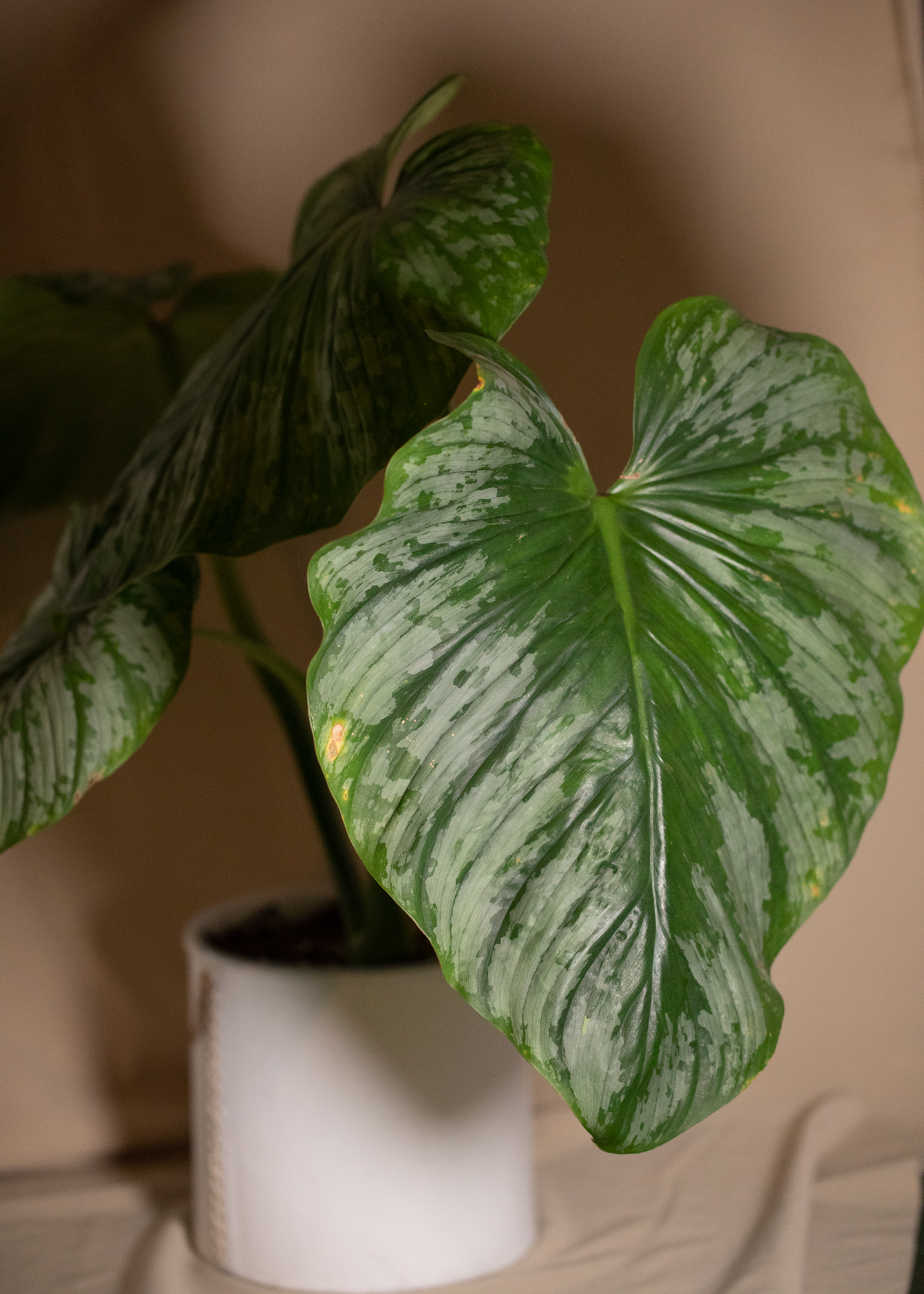 Philodendron Mamei Silver Cloud Philodendron Mamei Silver Cloud