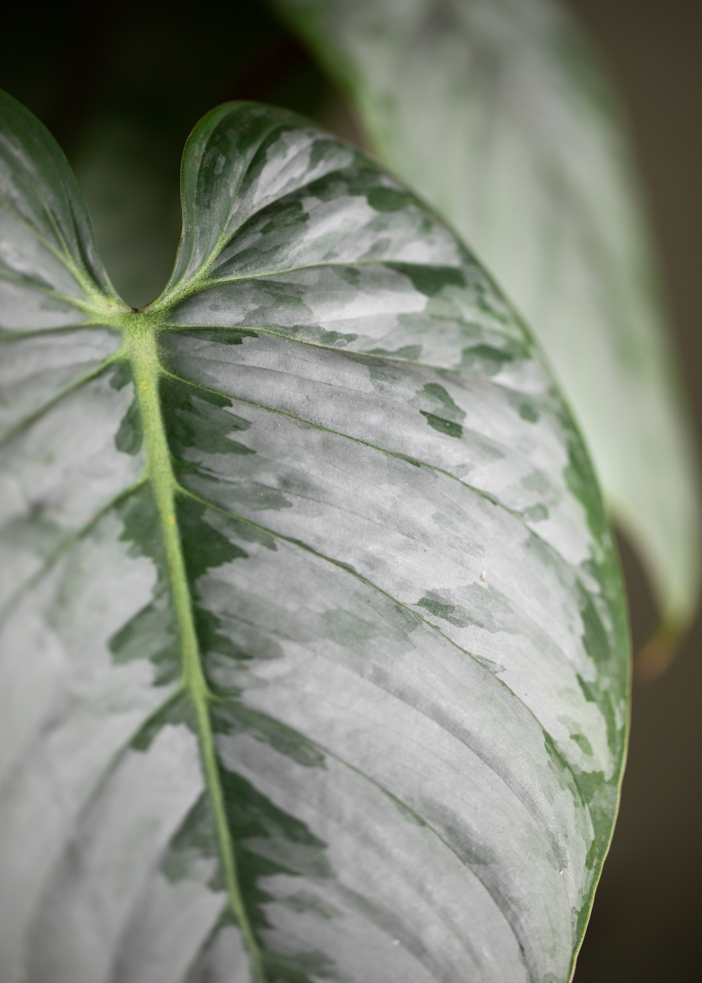 Philodendron Sodiroi 