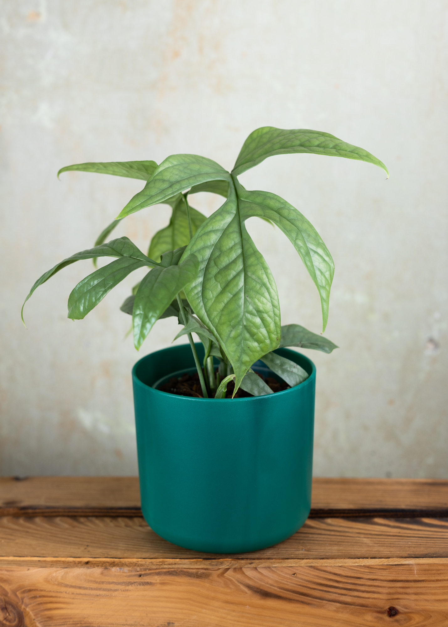 Amydrium Medium Silver