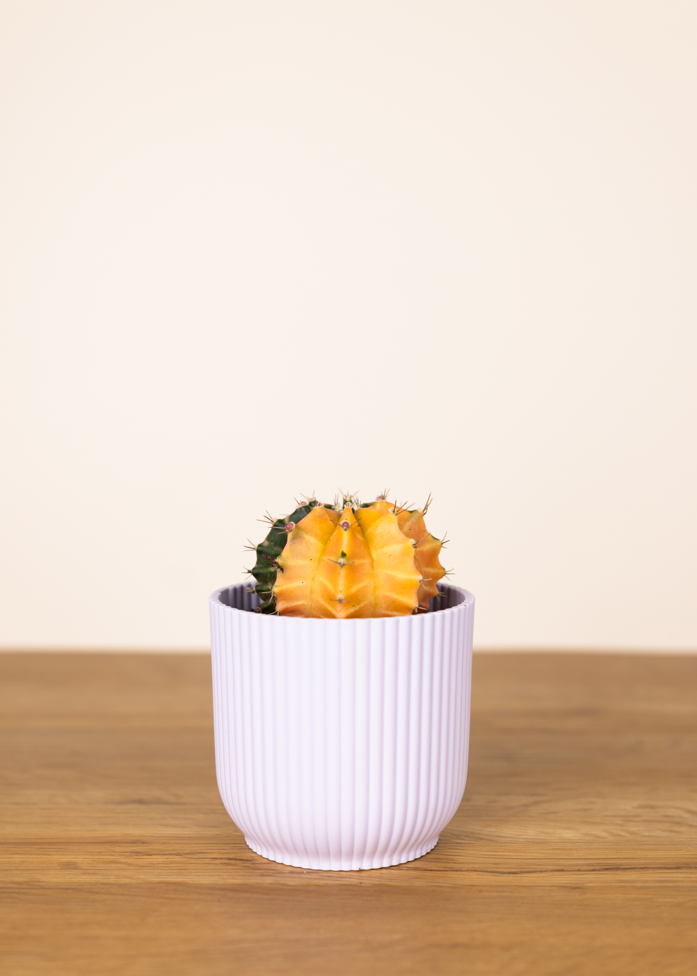 Gymnocalycium Mihanovichii Variegata 3