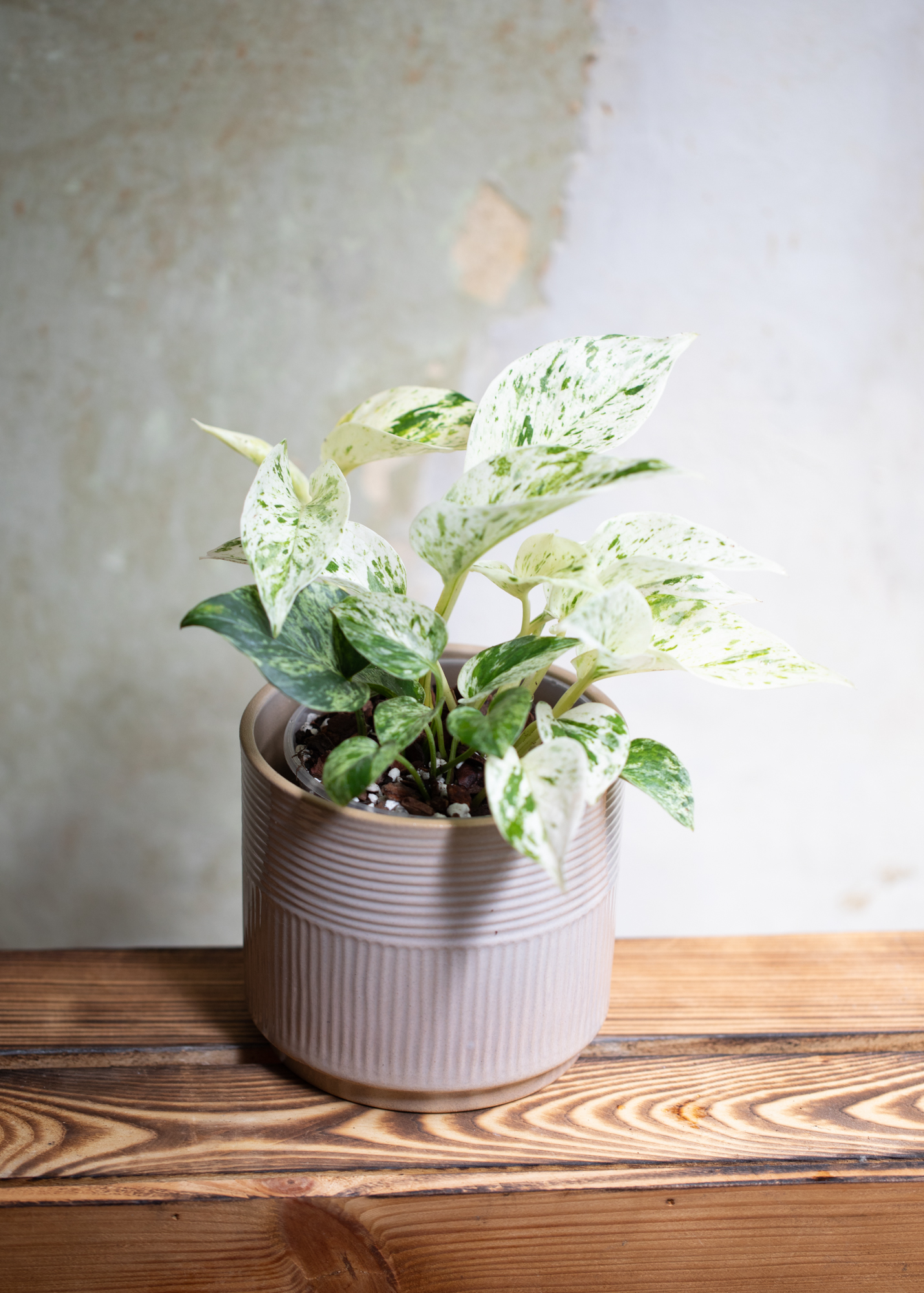 Epipremnum Aureum Marble Queen