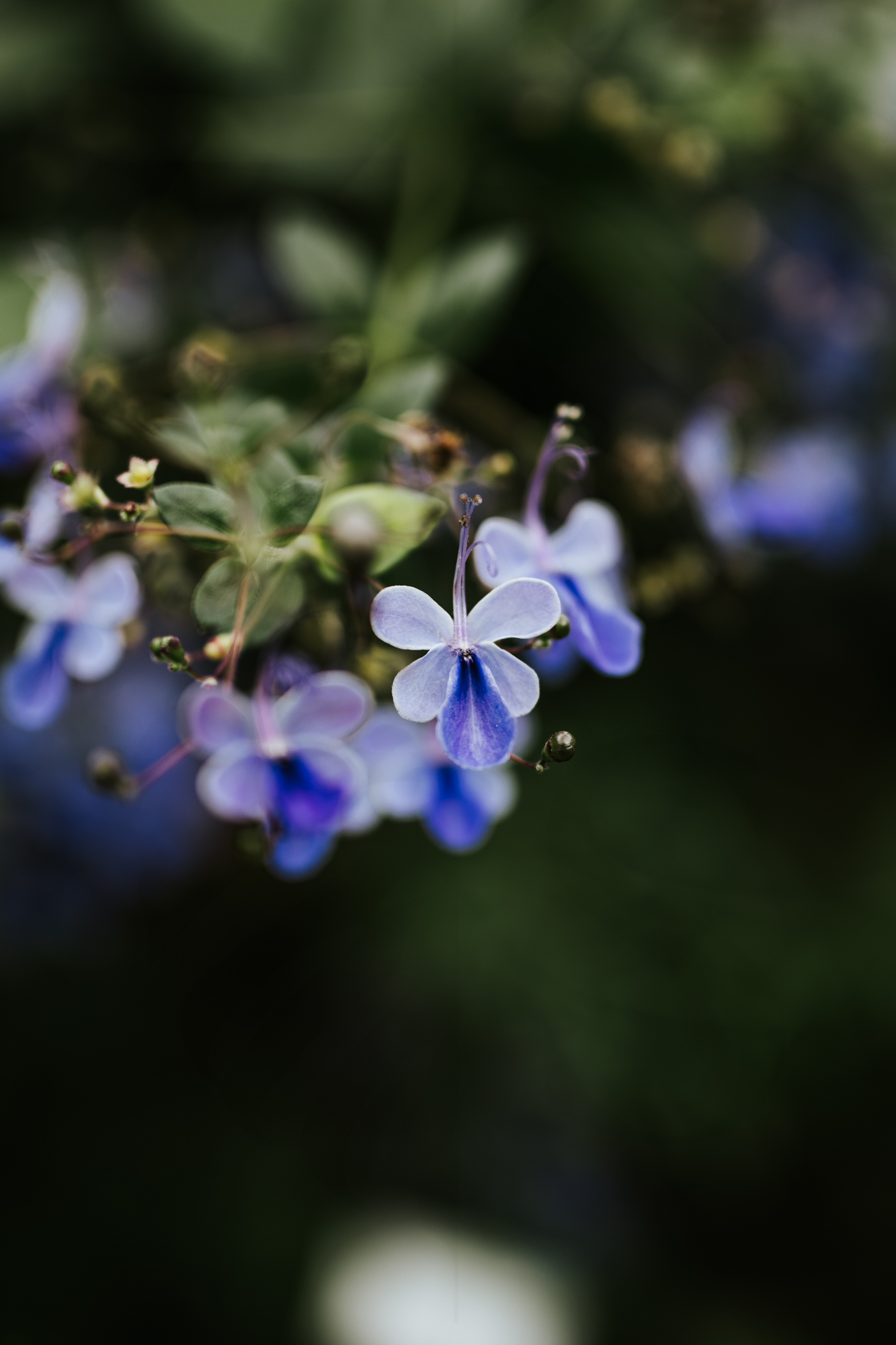 Rotheca Myricoides