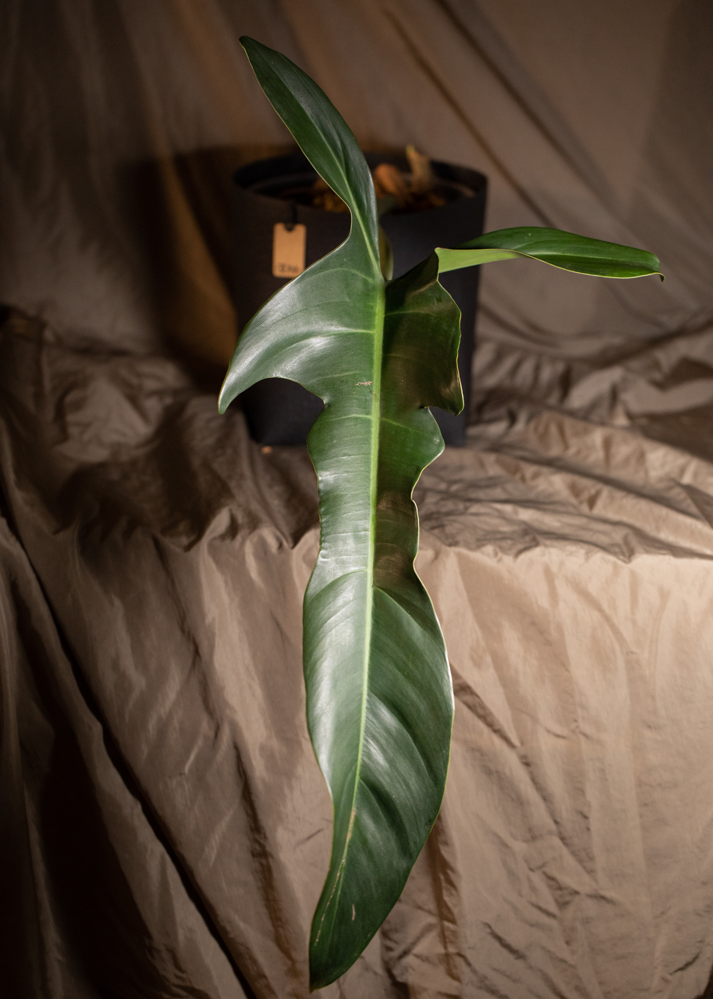 Philodendron Jerry Horne Philodendron Jerry Horne