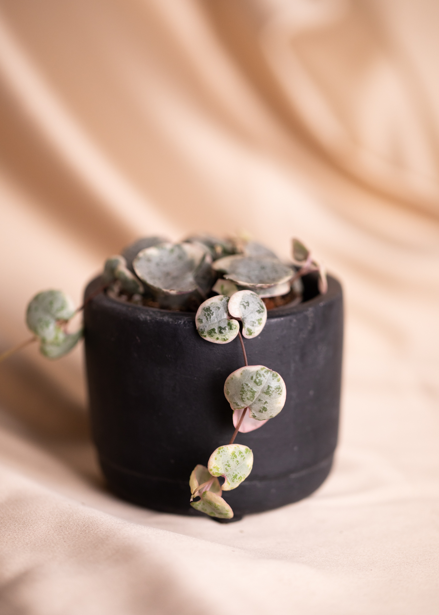 Ceropegia Woodii 'String of Hearts' Variegata Ceropegia Woodii 'String of Hearts' Variegata