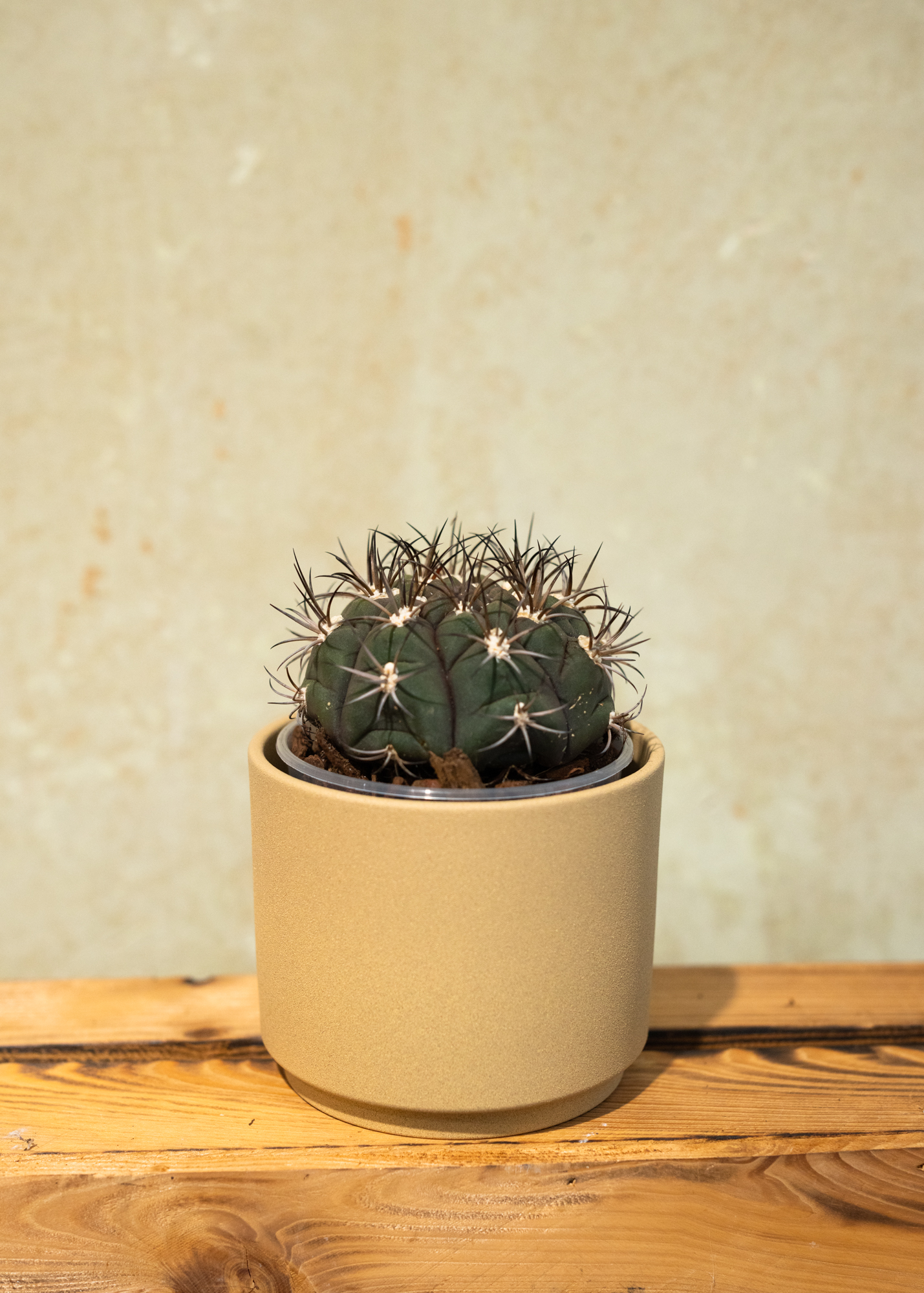 Gymnocalycium saglionis