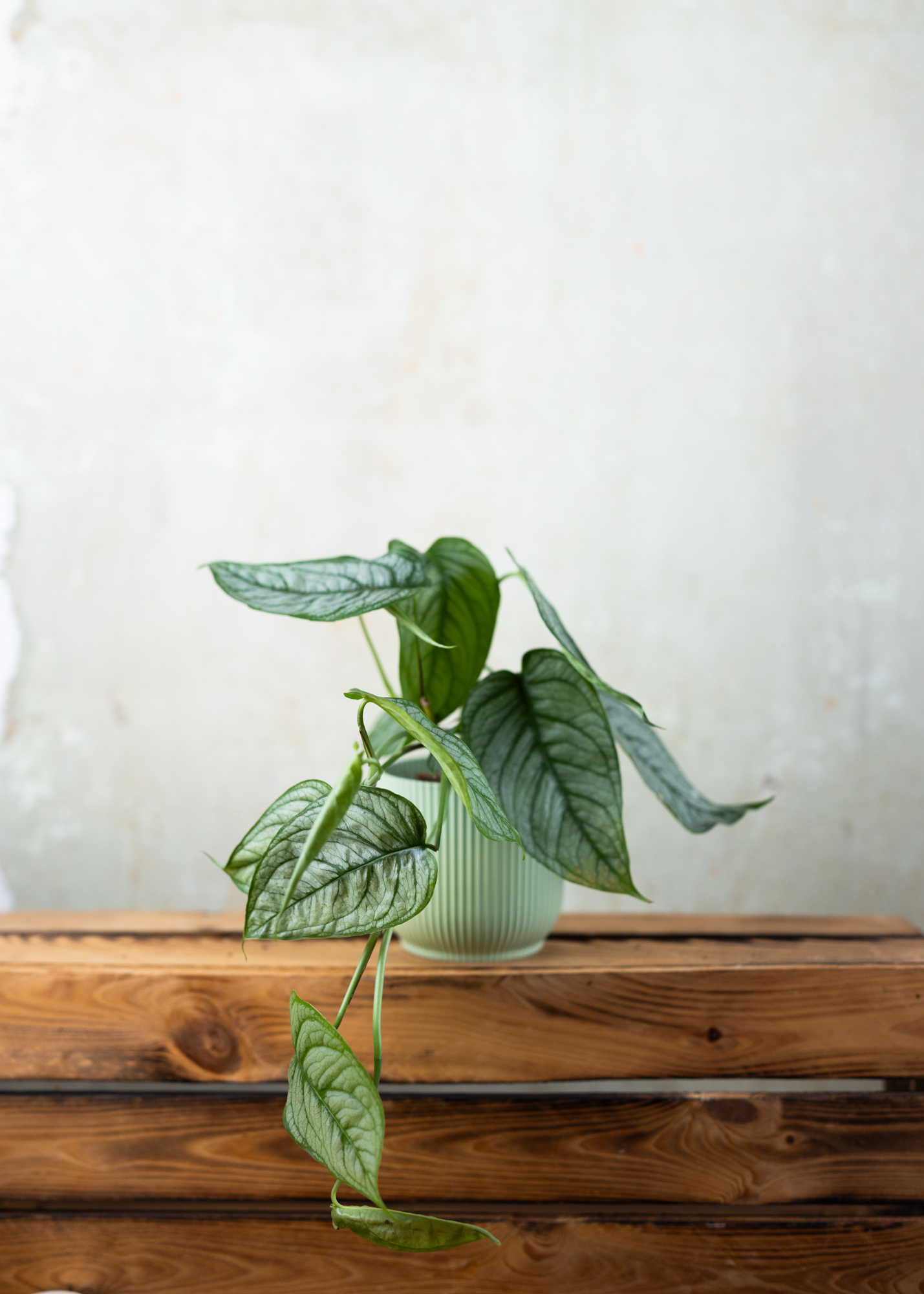 Monstera siltepecana el salvador