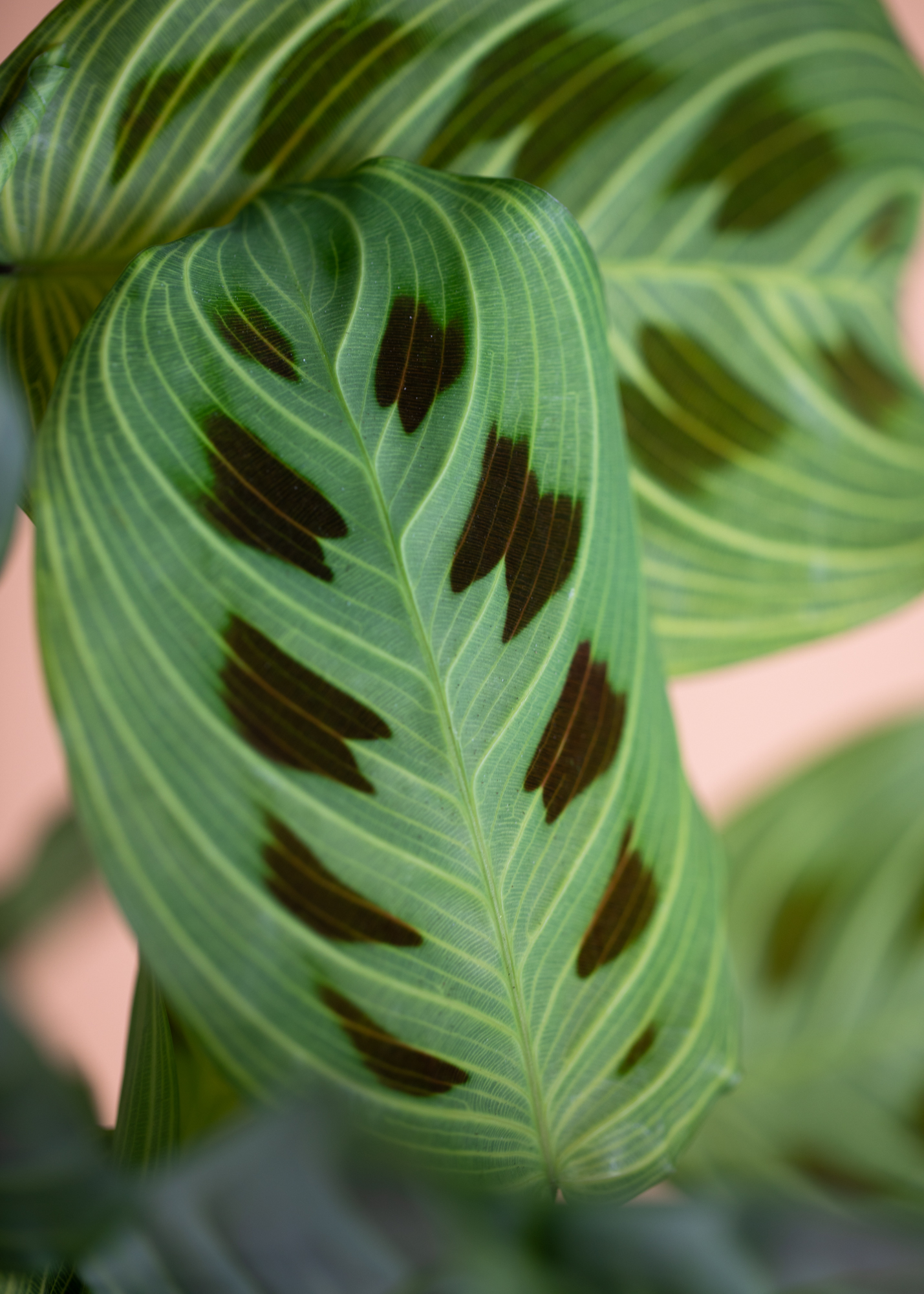 Maranta Light Veins