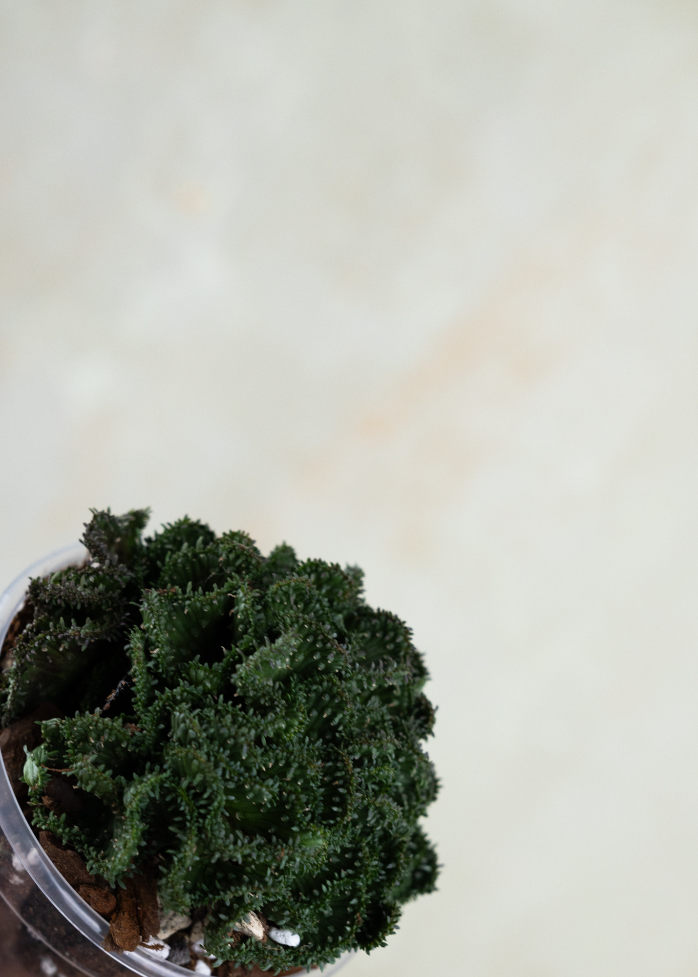 Euphorbia flangani f. cristata