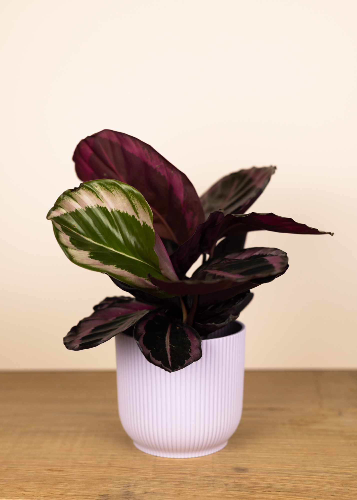 Calathea (Goeppertia) roseopicta little princess