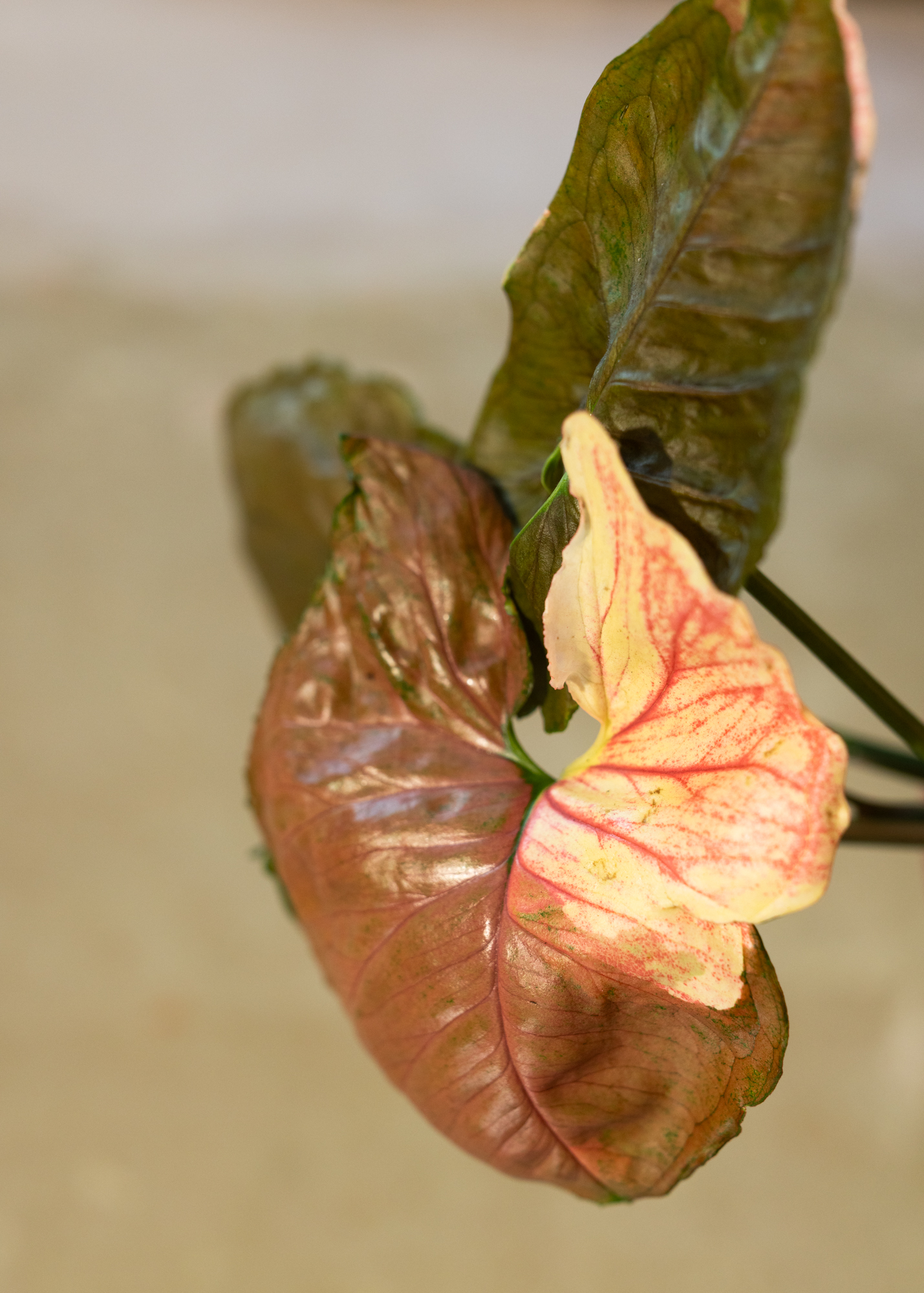Syngonium Strawberry ice