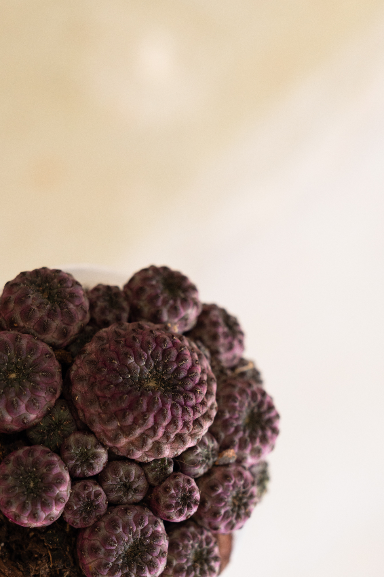 Sulcorebutia rauschii