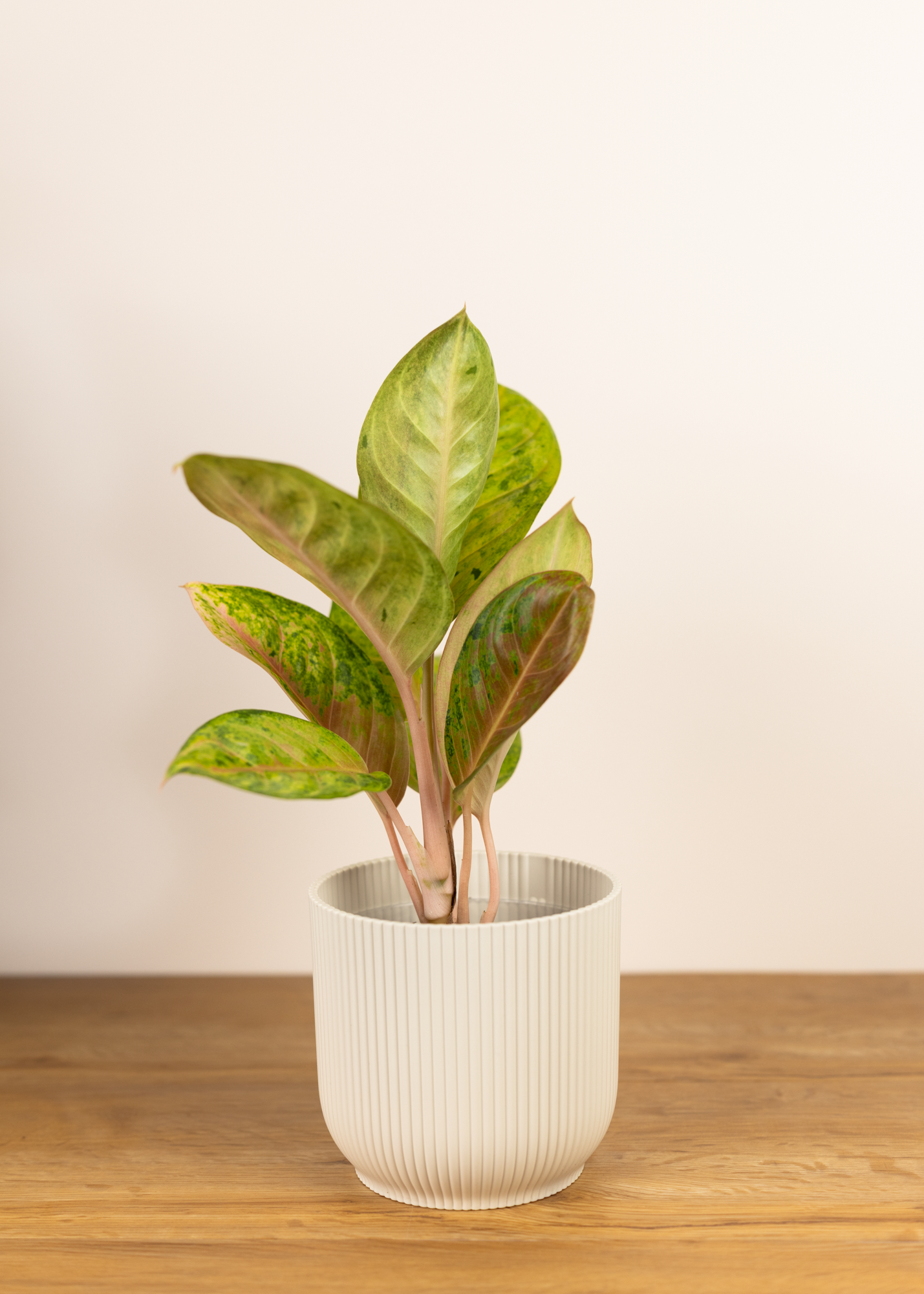Aglaonema pink emerald