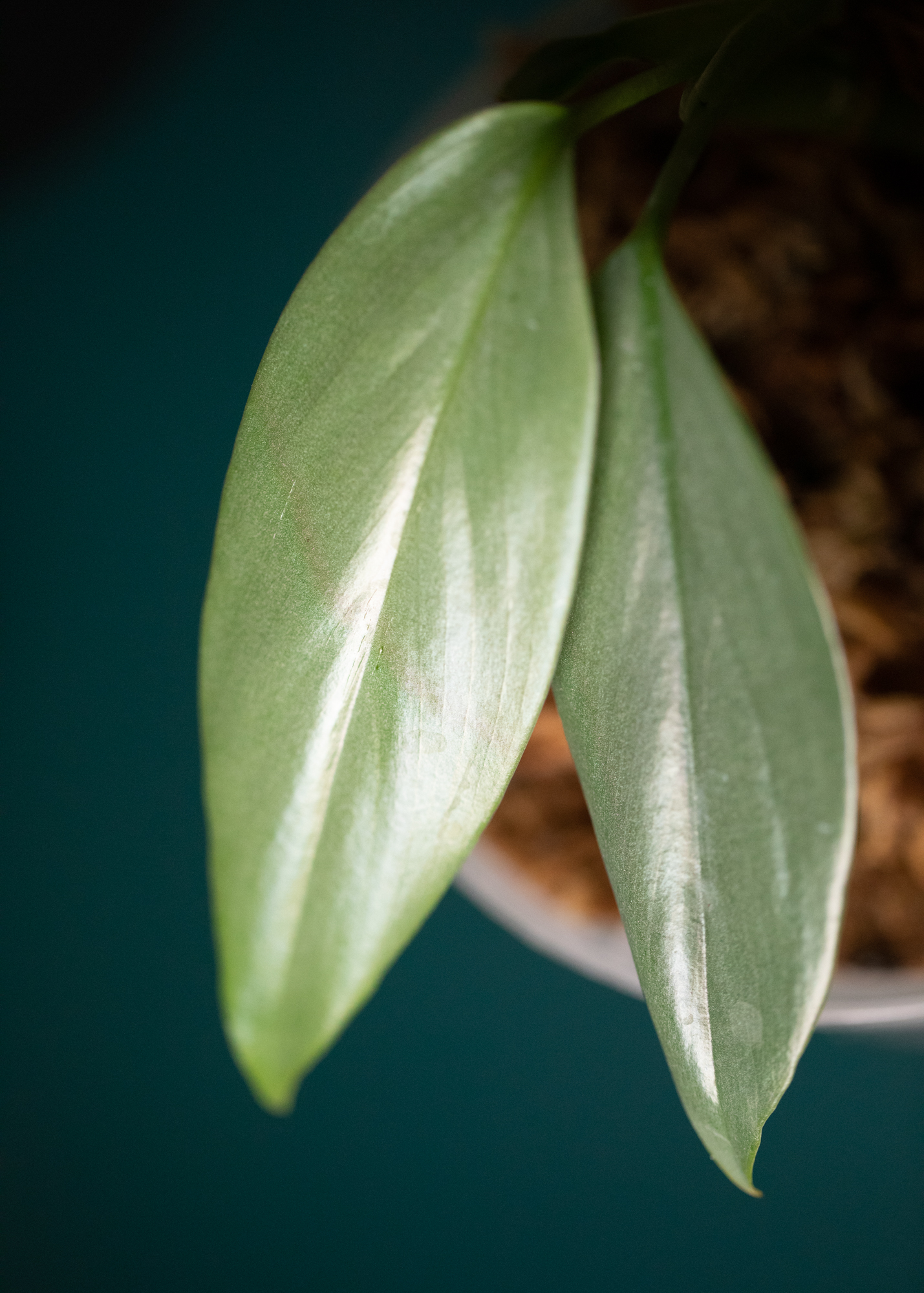 Epipremnum Giganteum Silver Epipremnum Giganteum Silver