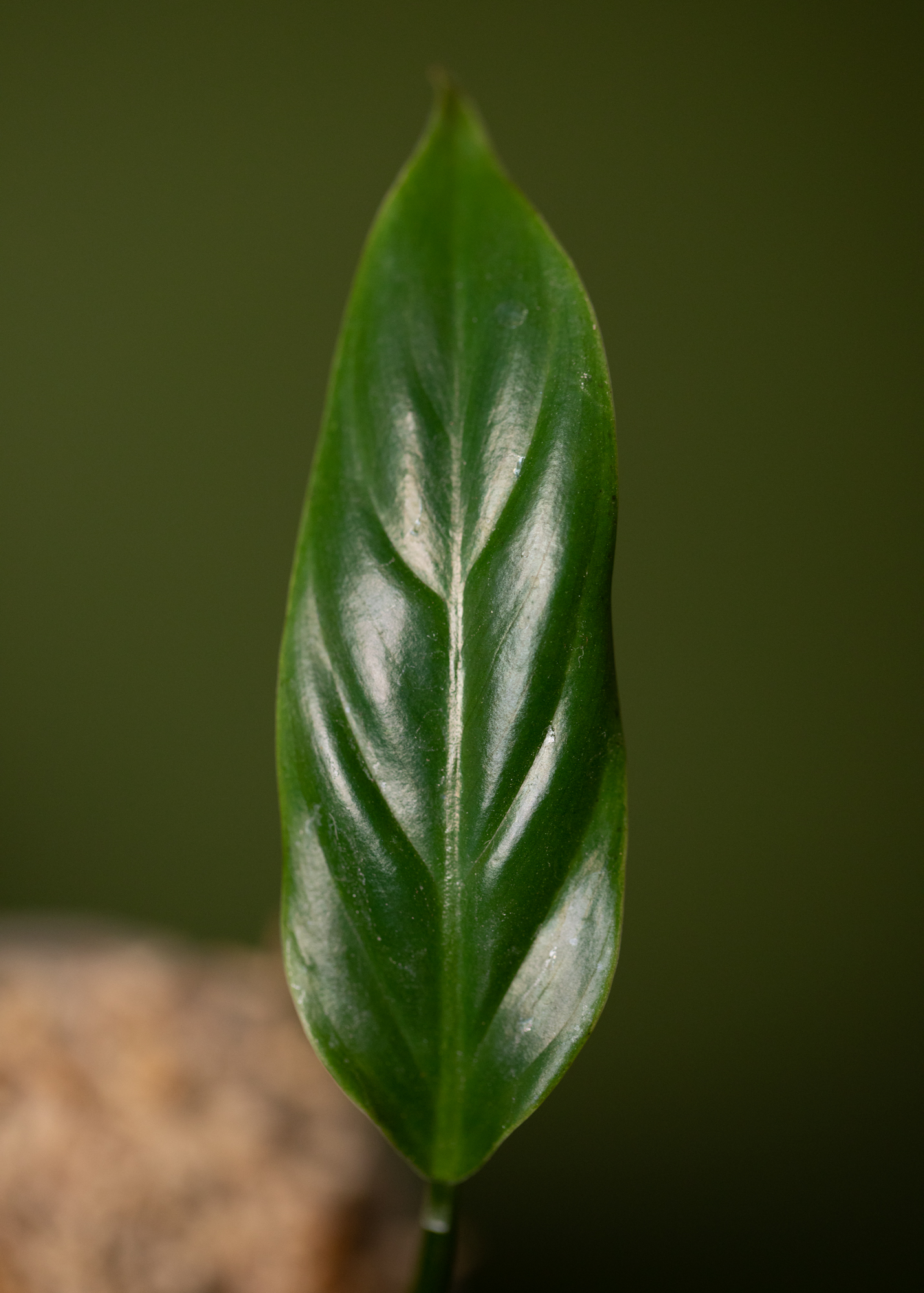 Philodendron Thalassicum