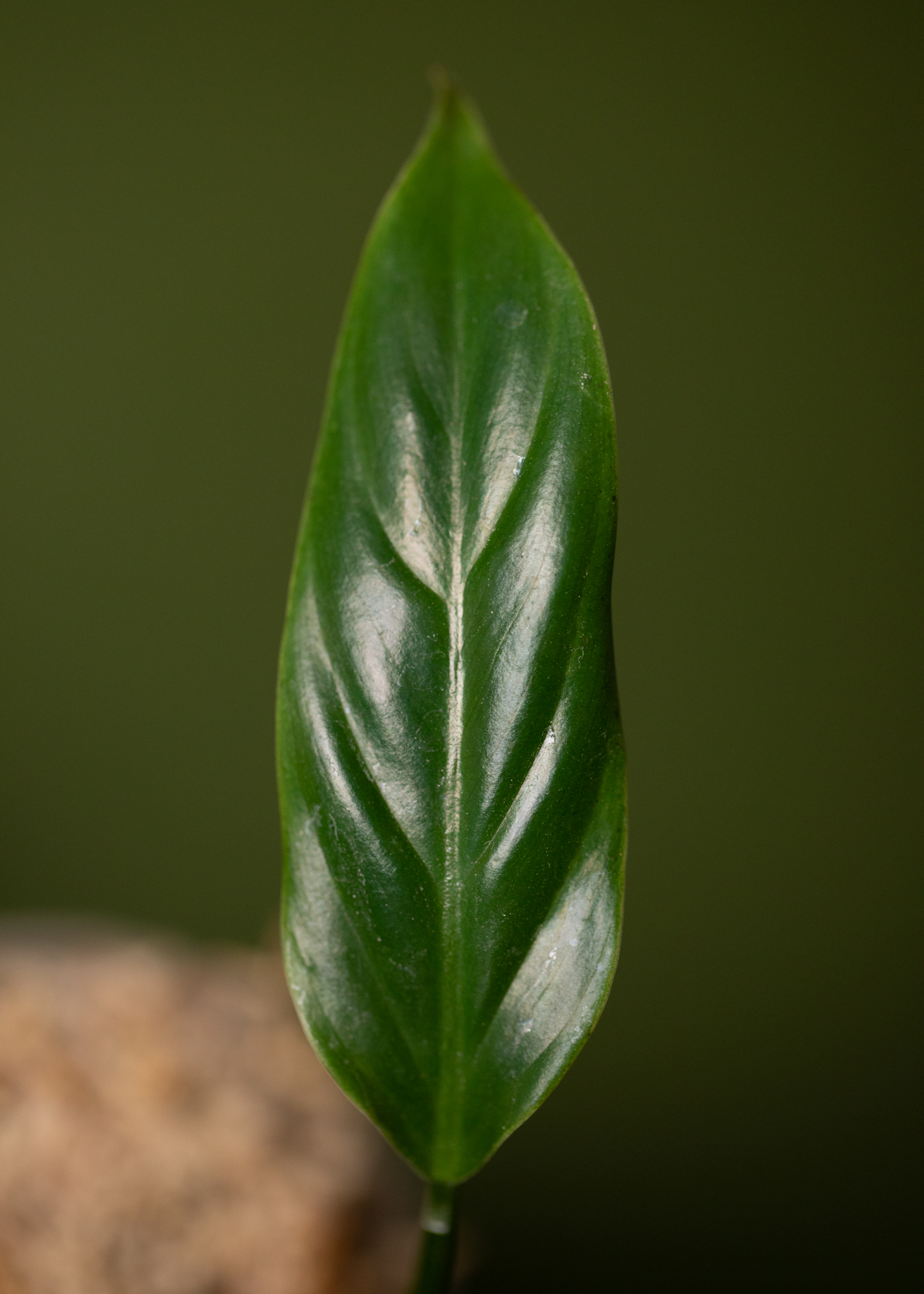 Philodendron Thalassicum Philodendron Thalassicum