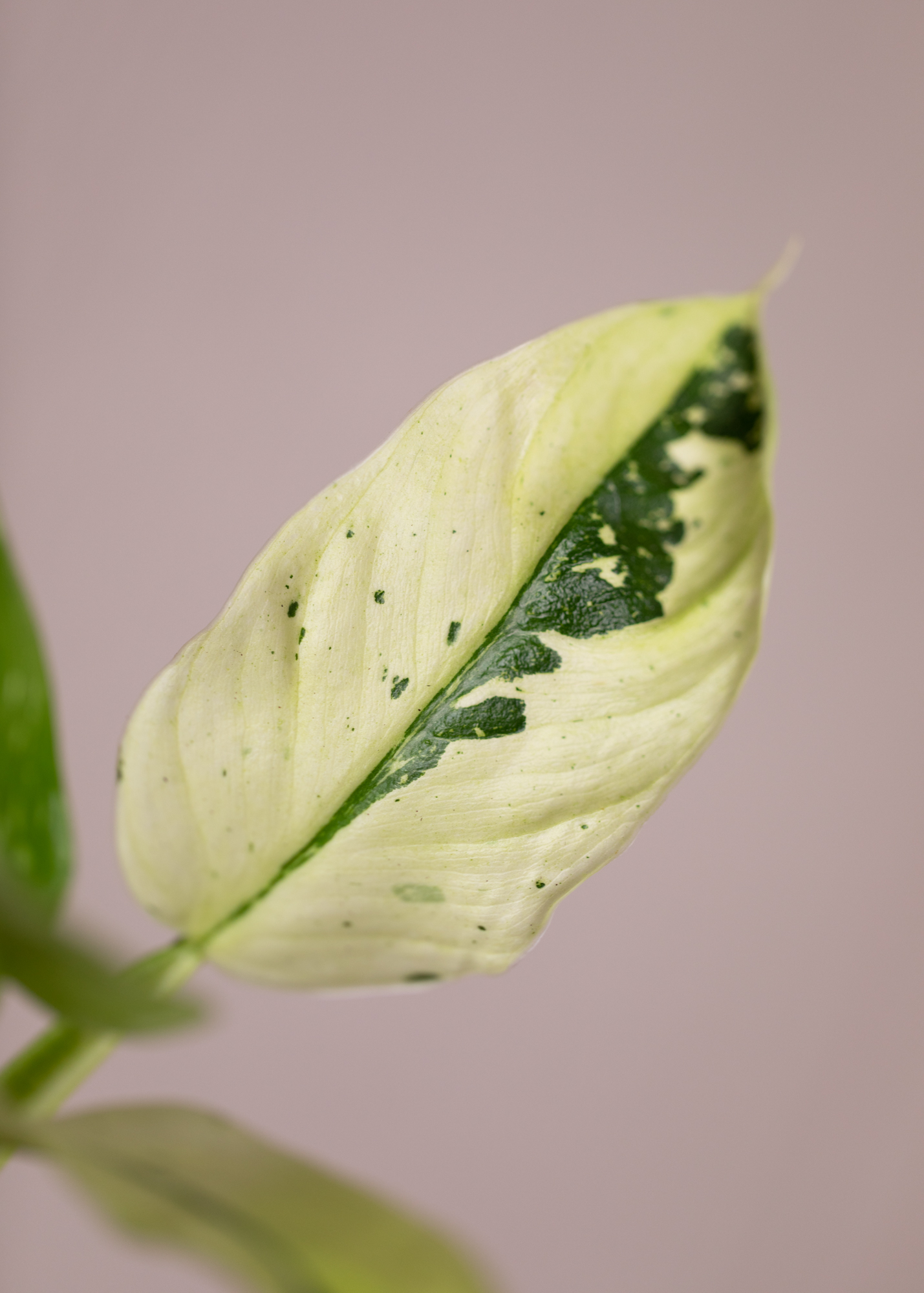 Philodendron Jose Buono