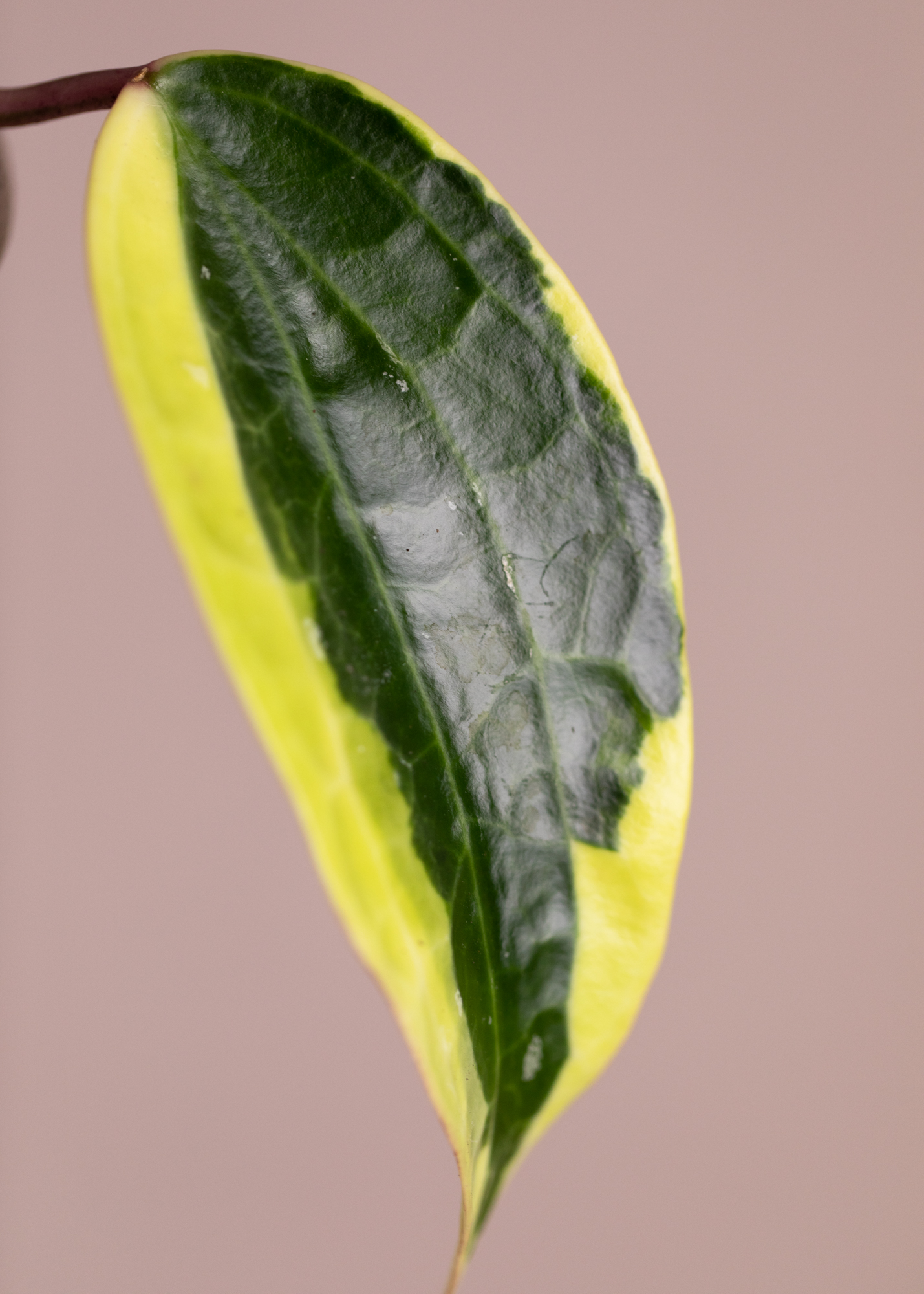 Hoya Macrophylla Albomarginata 