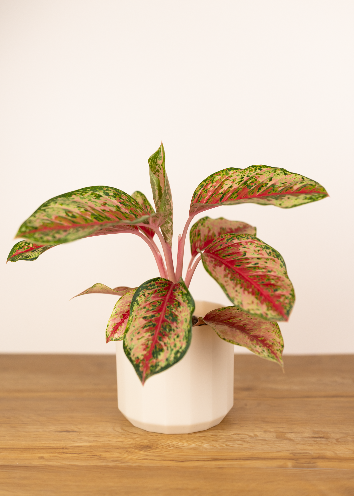 Aglaonema 10 karat