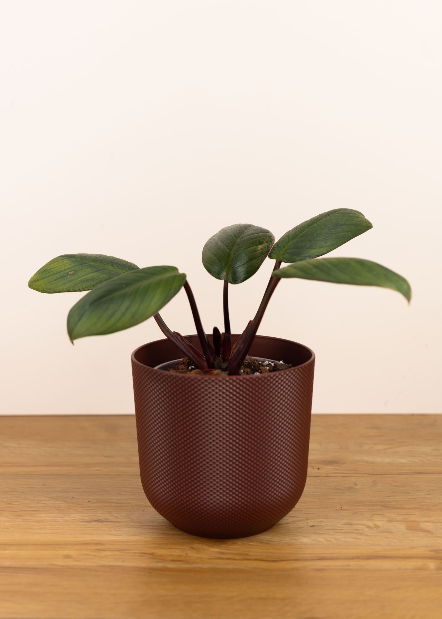 Homalomena sp. red sumatra