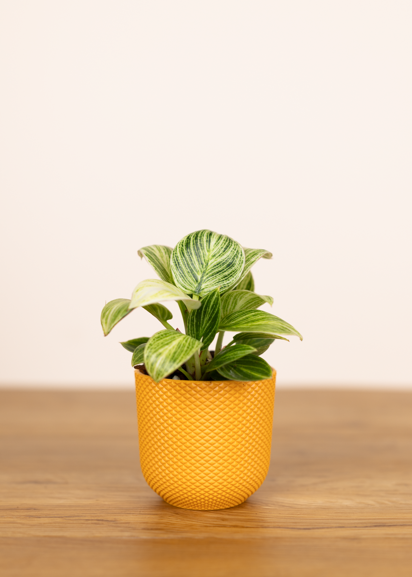 Philodendron Birkin XS