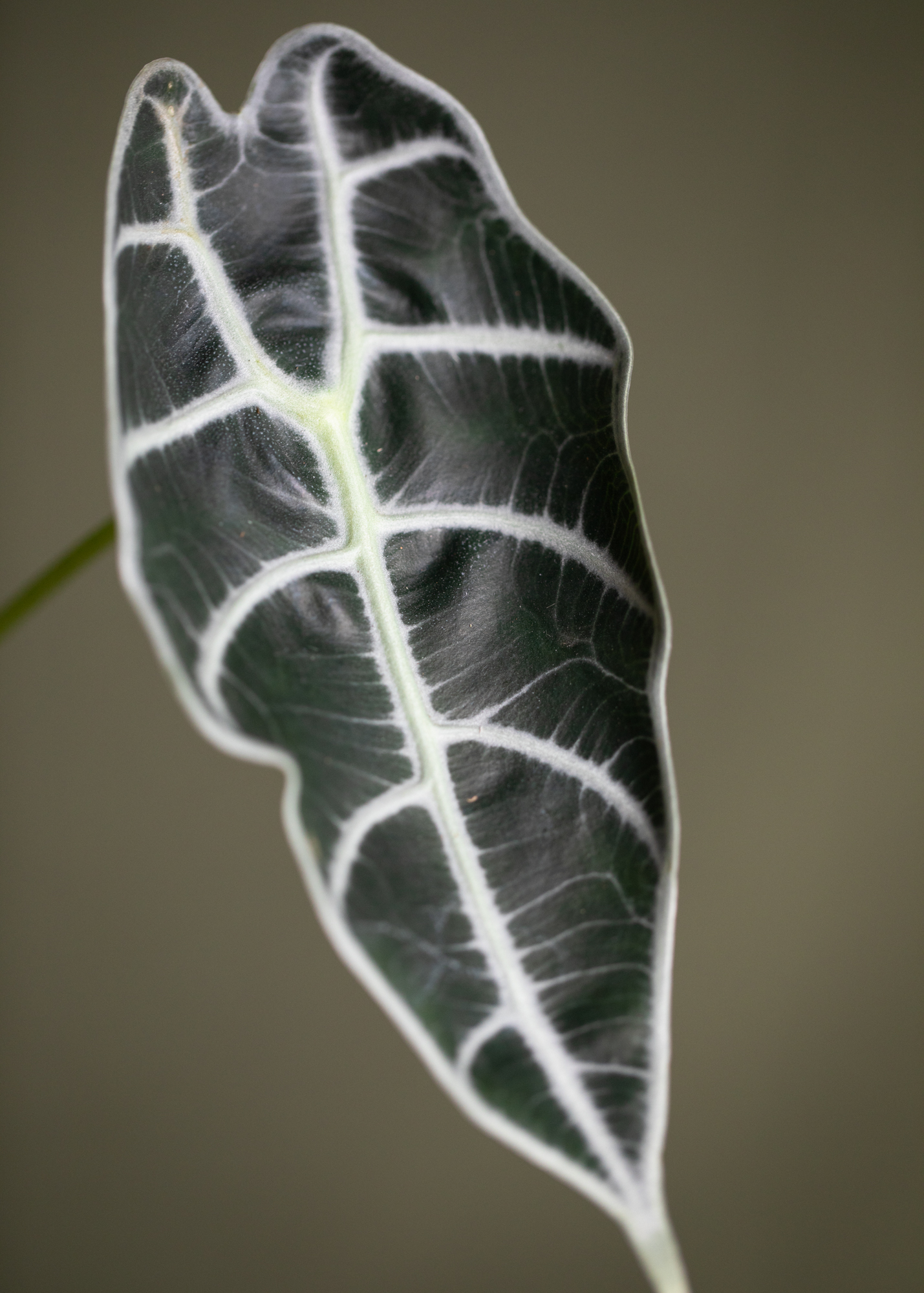 Alocasia Watsoniana