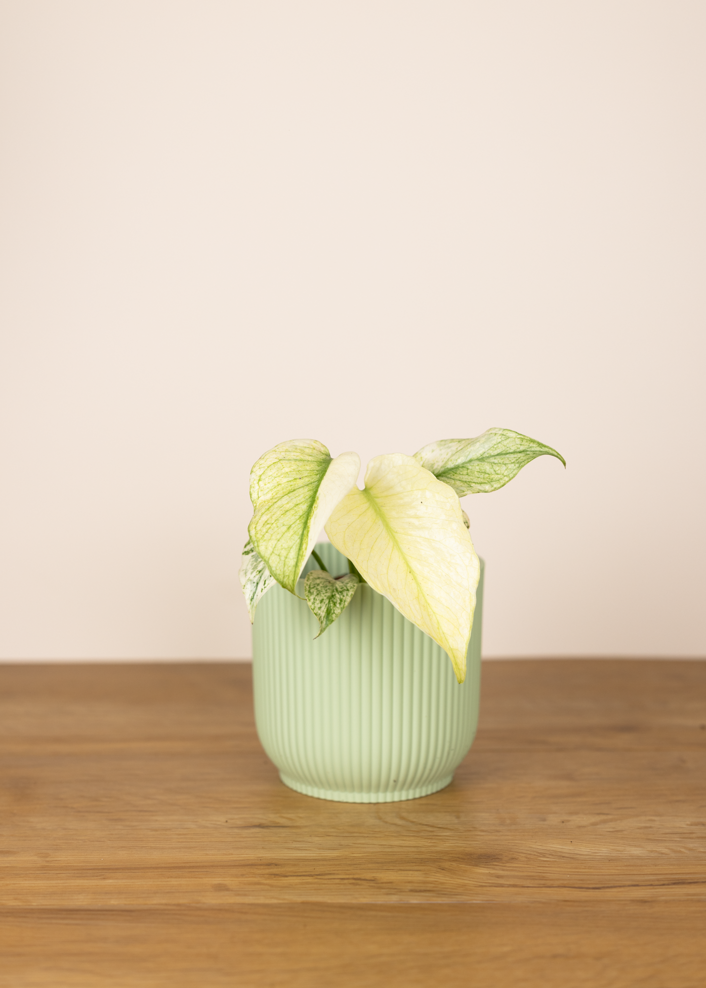 Monstera deliciosa large form mint S