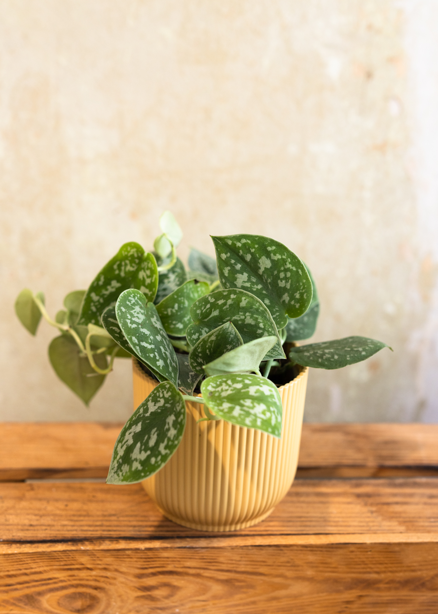 Scindapsus Argyraeus