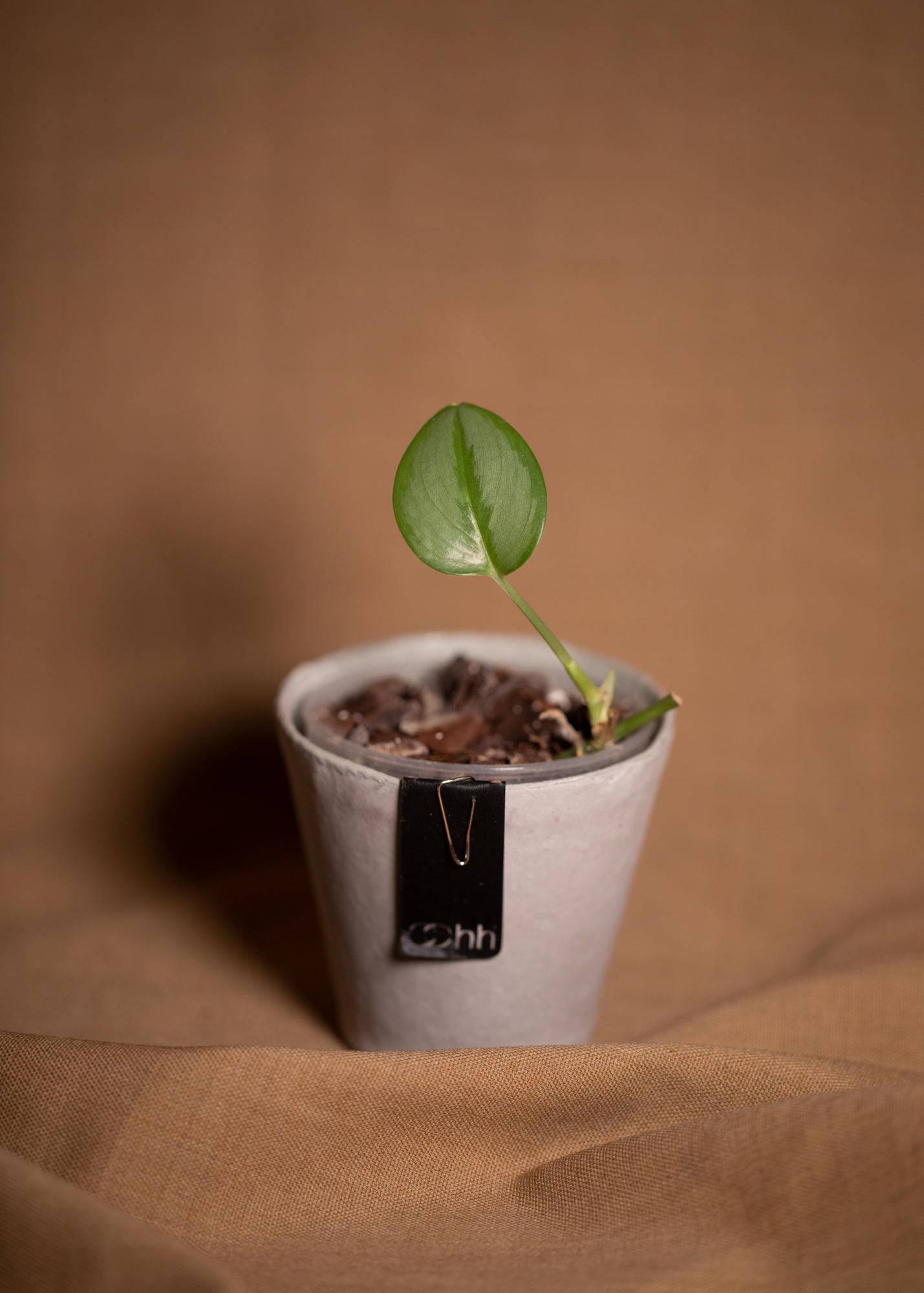 Scindapsus Treubii Moonlight Scindapsus Treubii Moonlight