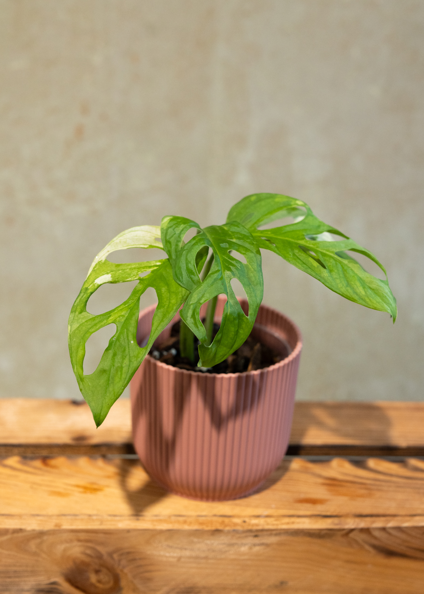 Monstera adansonii variegata 6