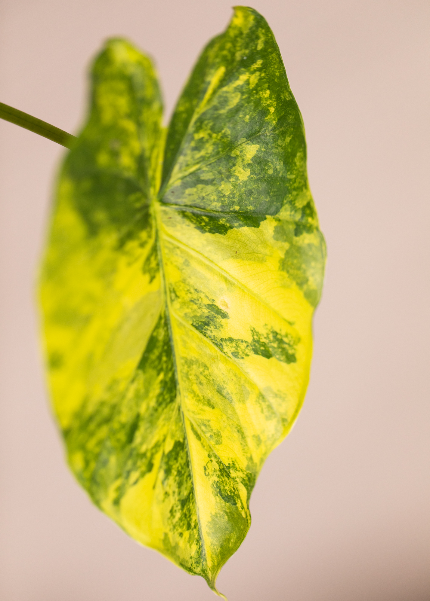 Alocasia Gageana Aurea Variegata 2