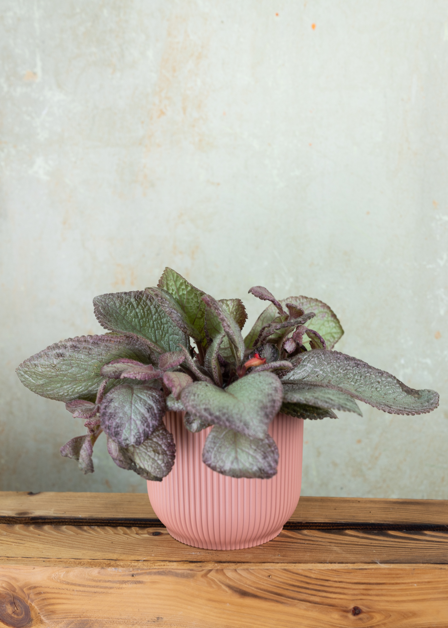 Episcia Cupreata 'Malayan Gem'