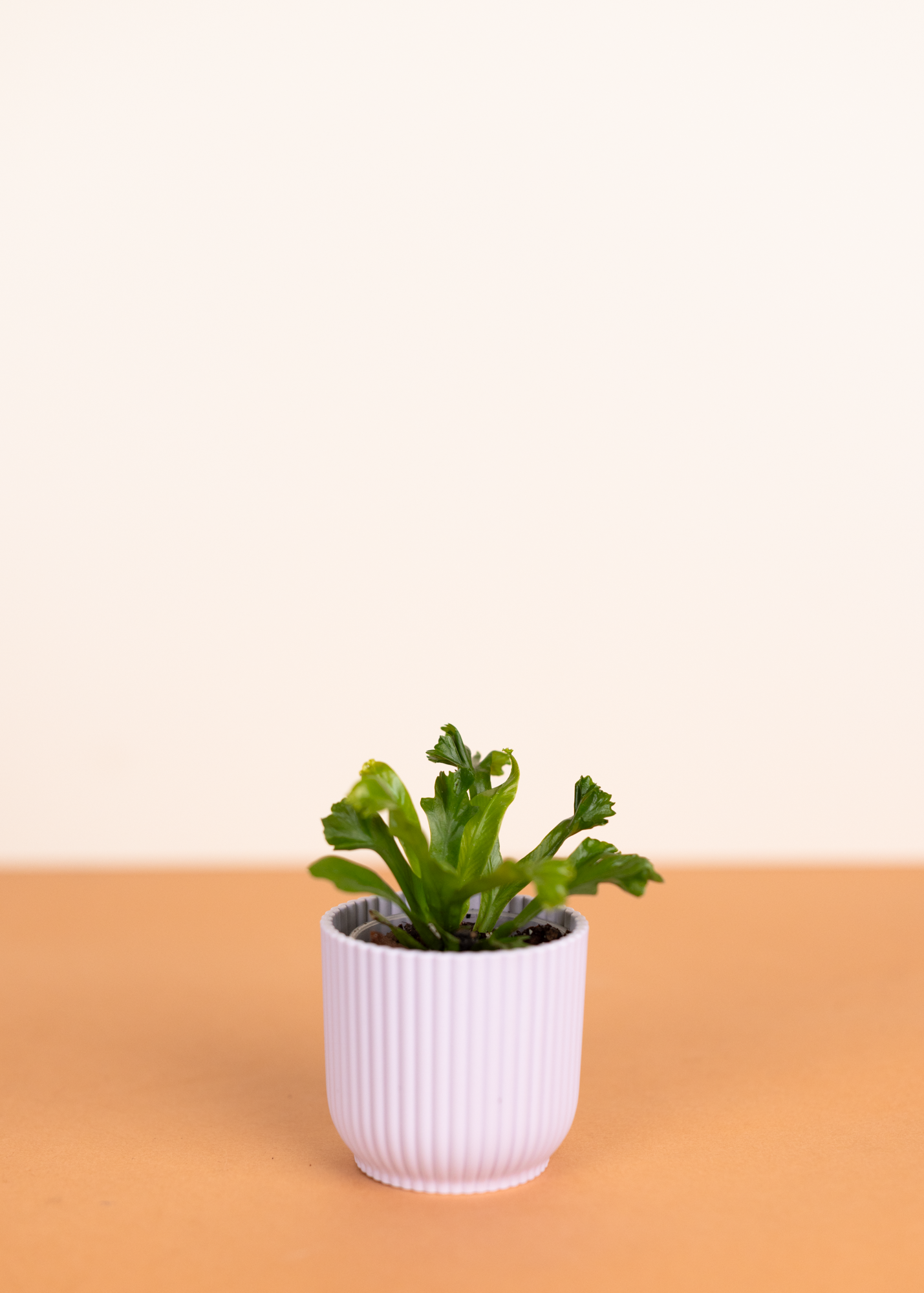 Asplenium nidus 'Crissie'