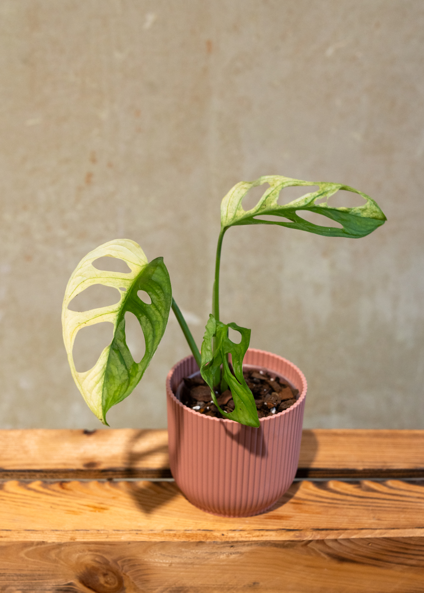 Monstera adansonii variegata 9