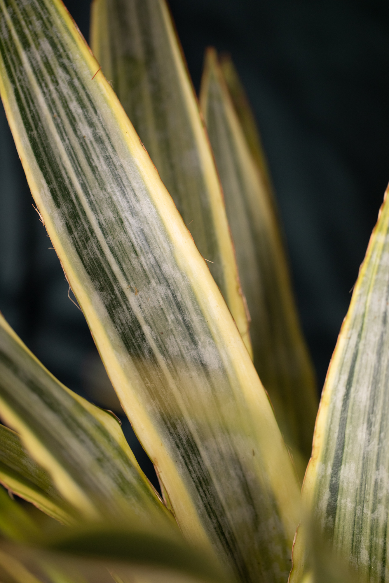 Sansevieria (Draceana) trifasciata aubrytiana Sansevieria (Draceana) trifasciata aubrytiana