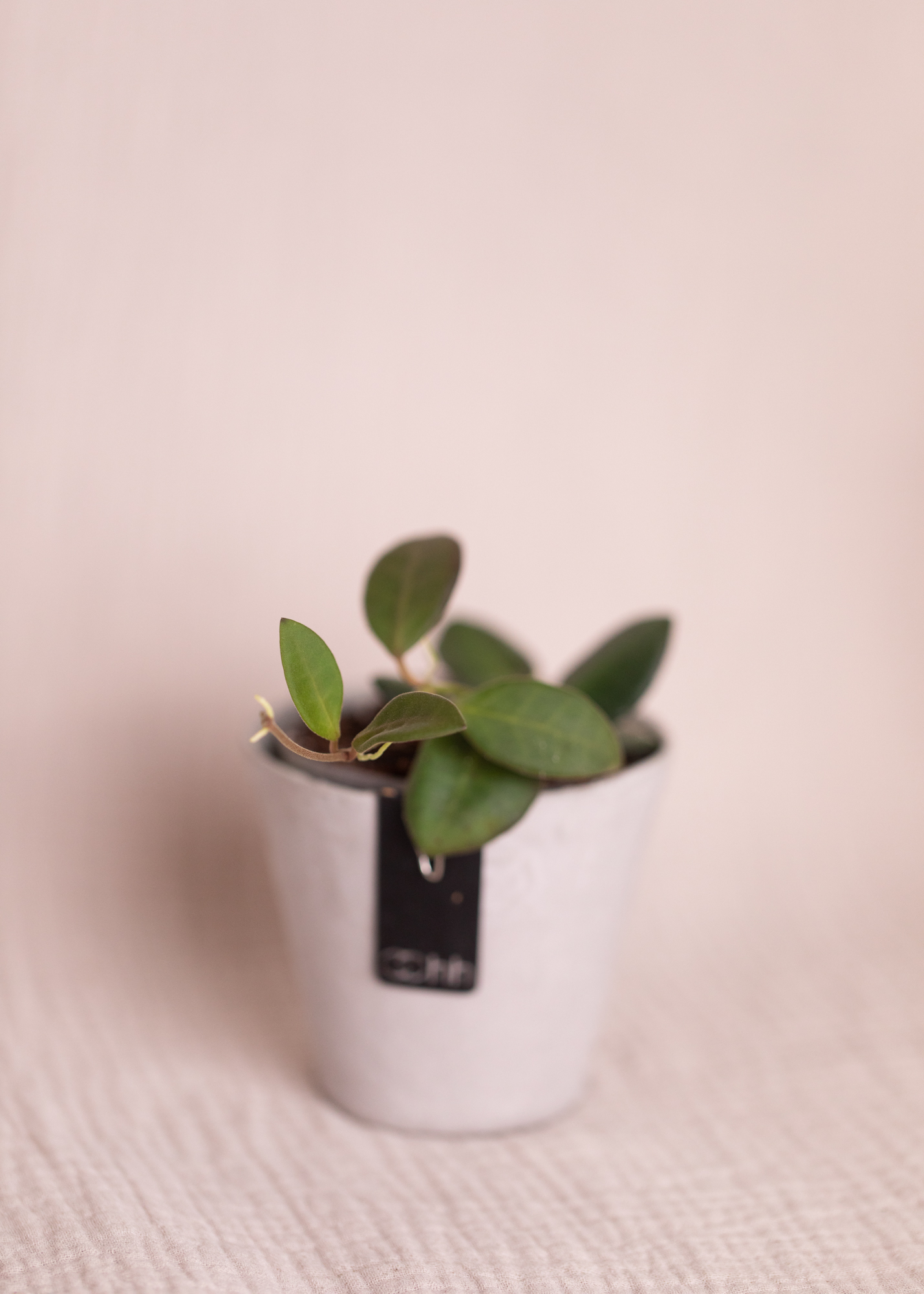 Hoya sp. aff. burtoniae
