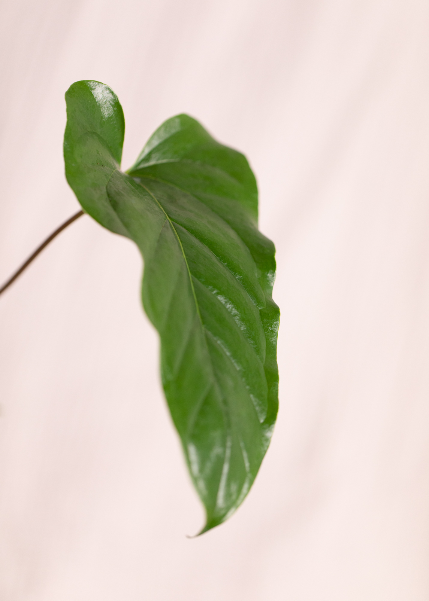 Anthurium Pedatum